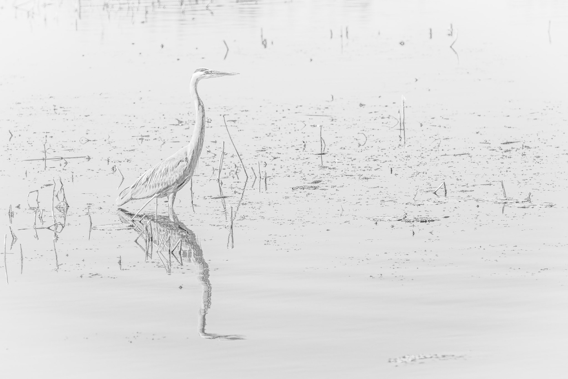 Great Blue Heron and Reflection