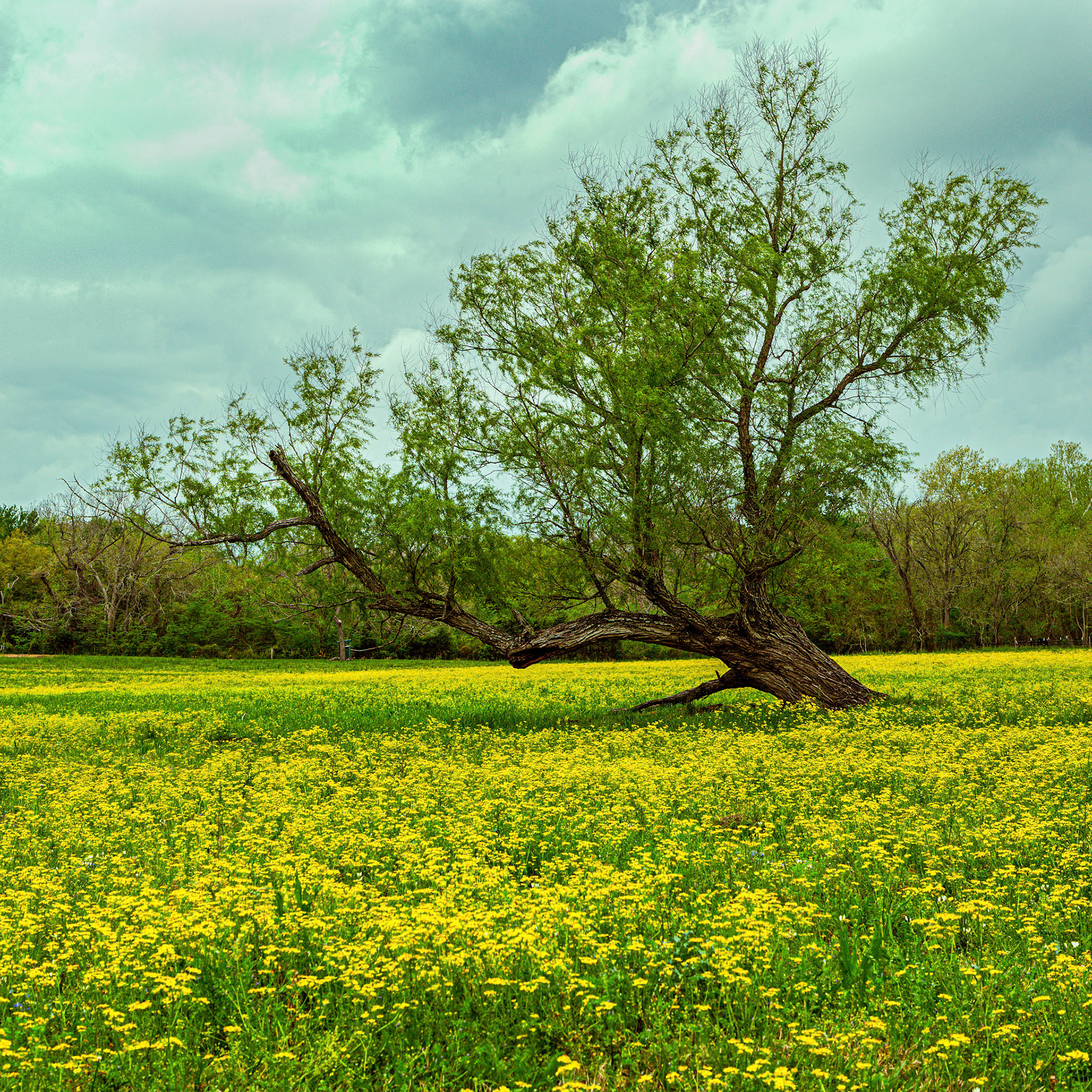 Sailing In A Sea Of Yellow
