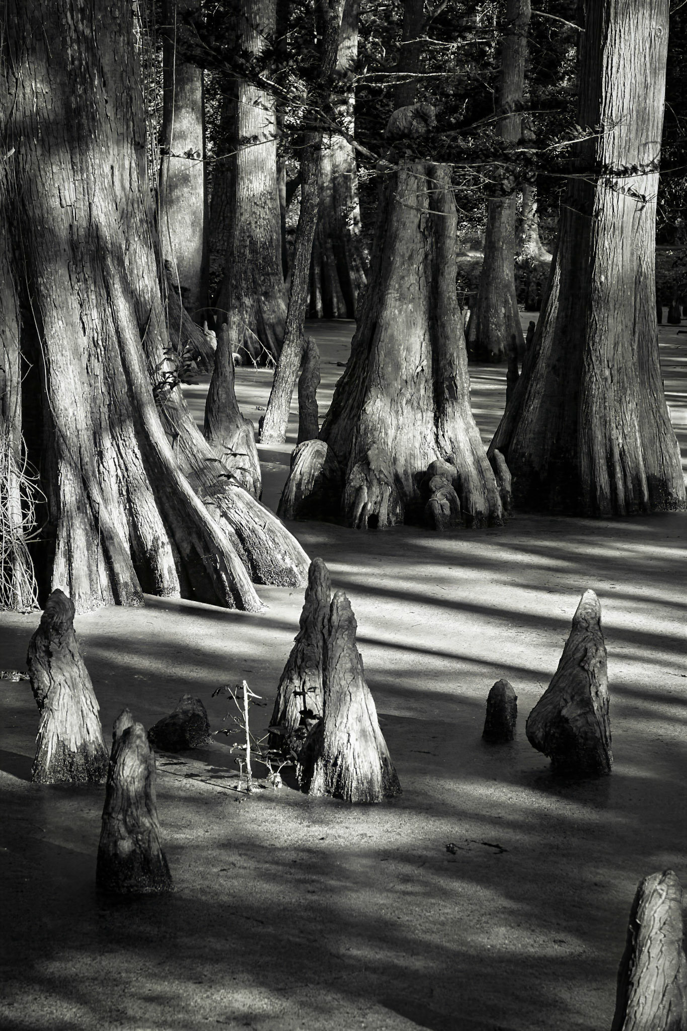 Dappled LIght Shadows