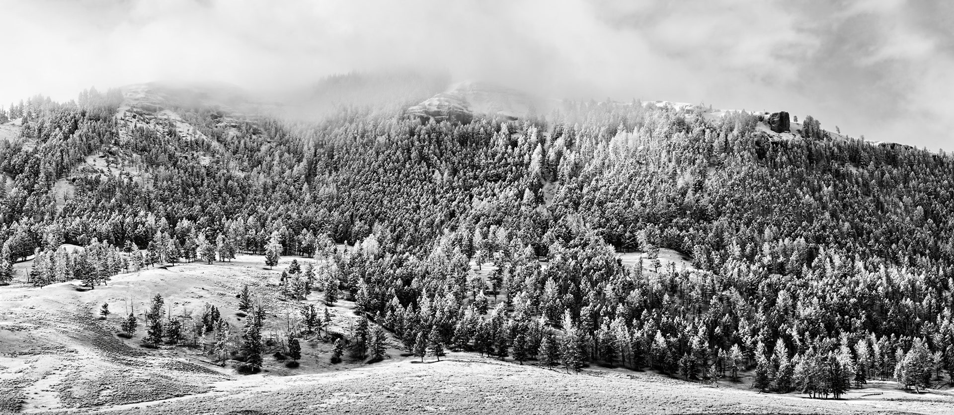 Frosty Morning In Yellowstone Panorama
