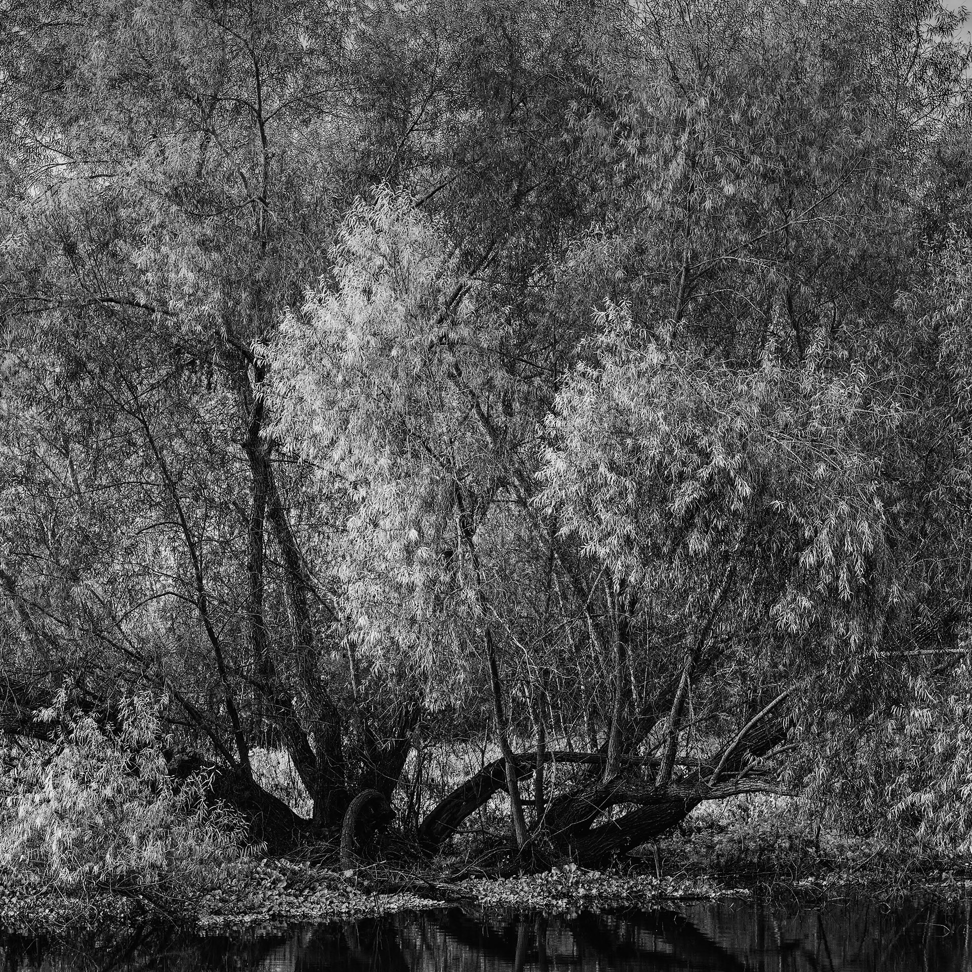 Tree At New Horshoe Lake