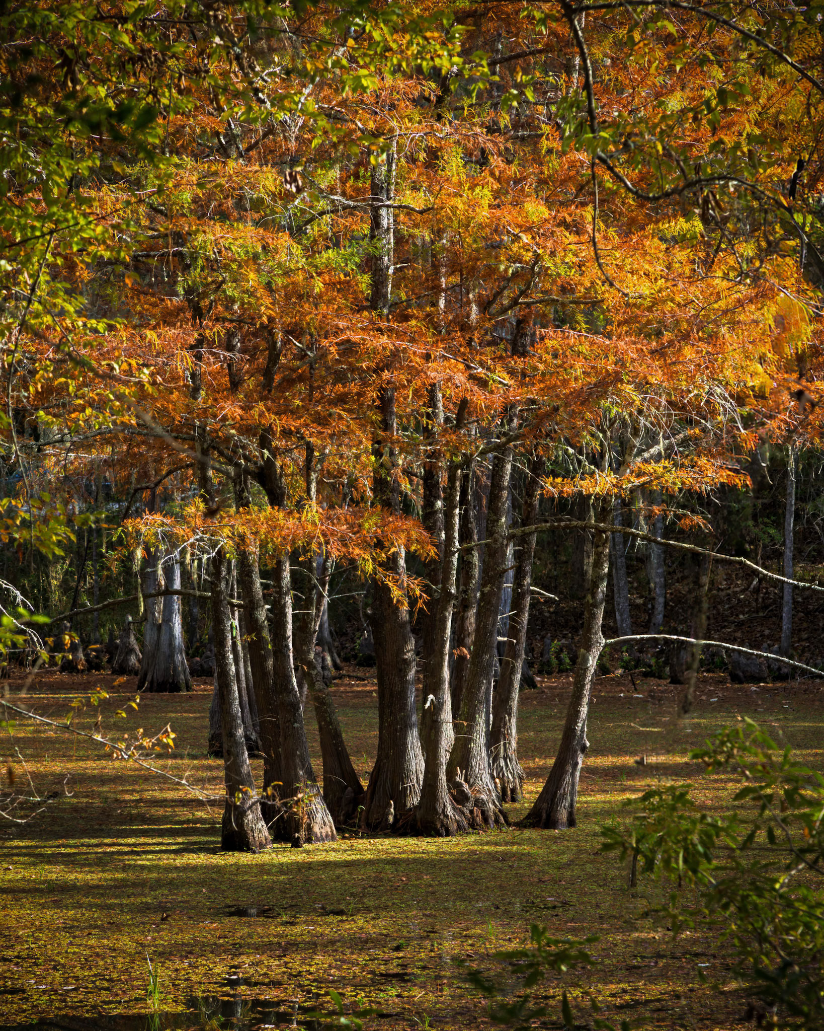 Autumn In The Slough