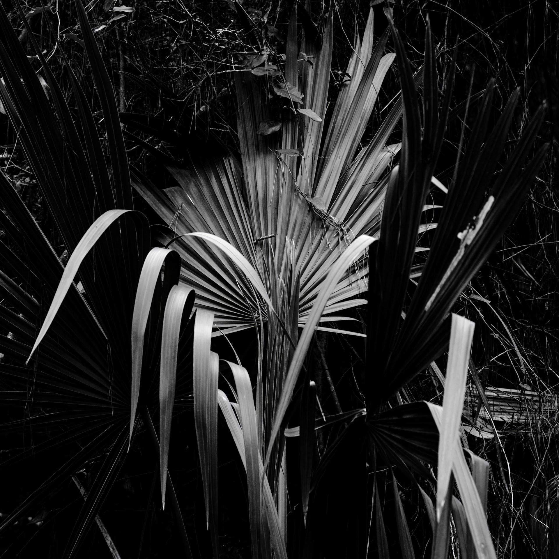 Palmetto