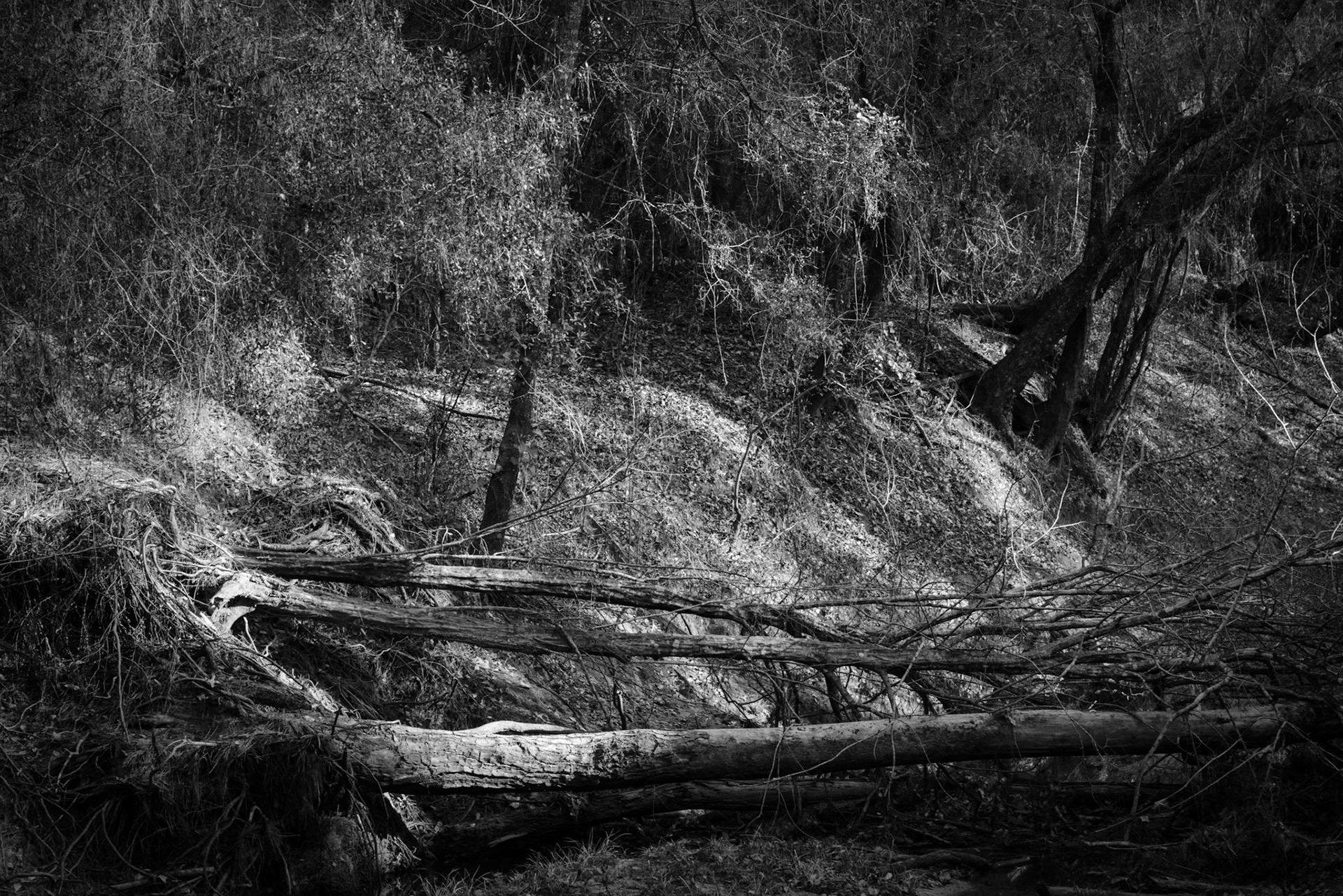 Morning By The Creek