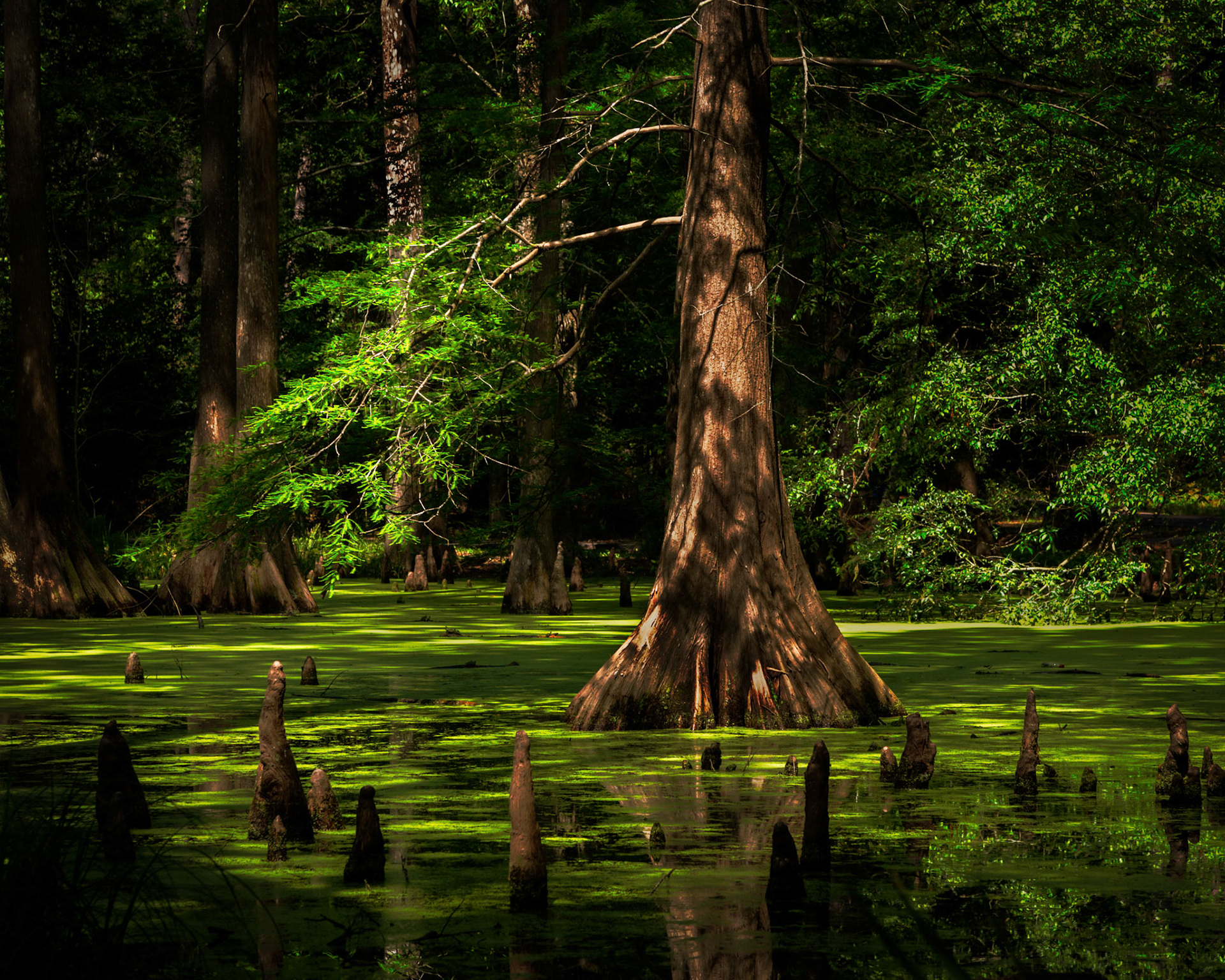 Reaching For The Light