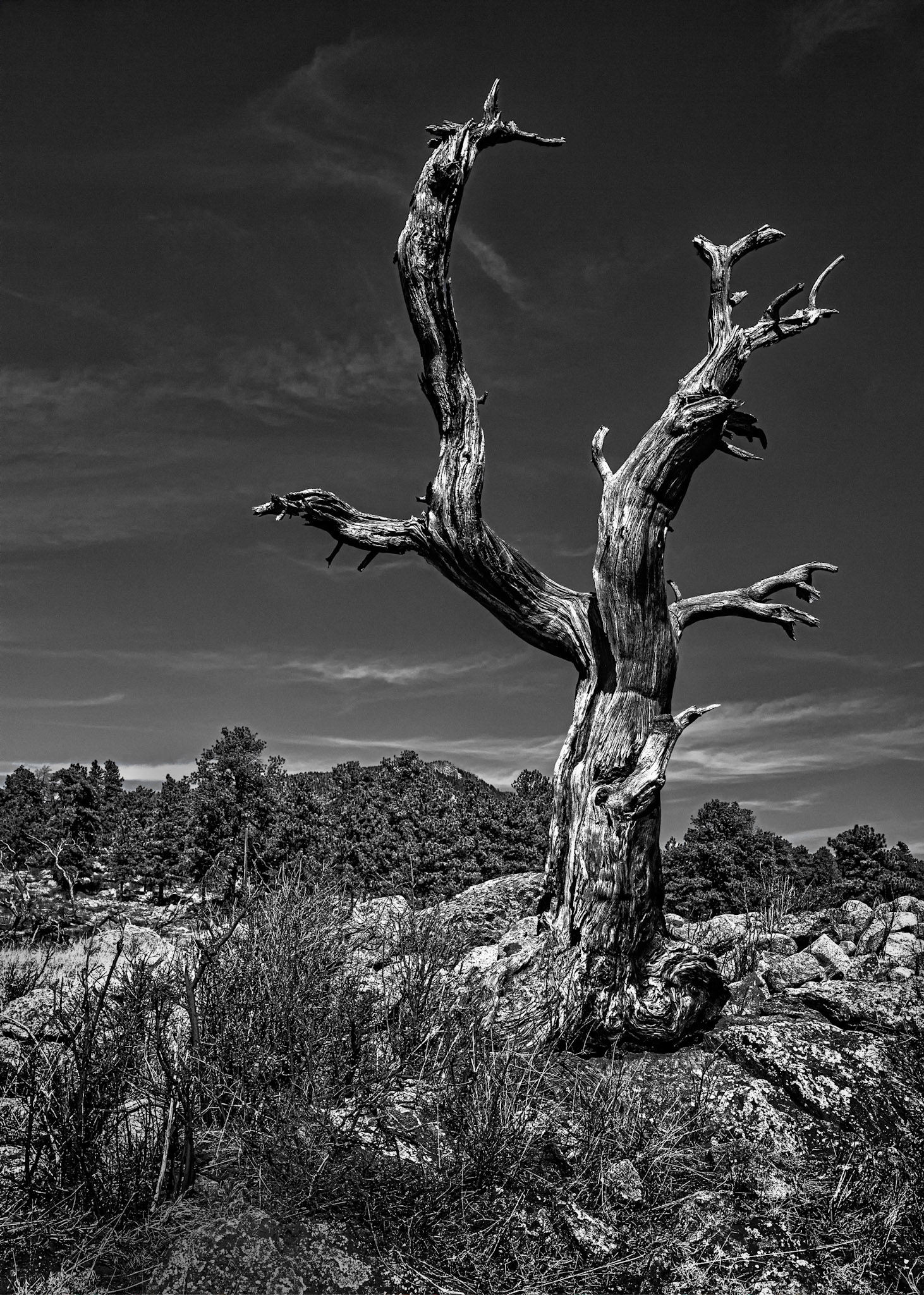 Dead Tree