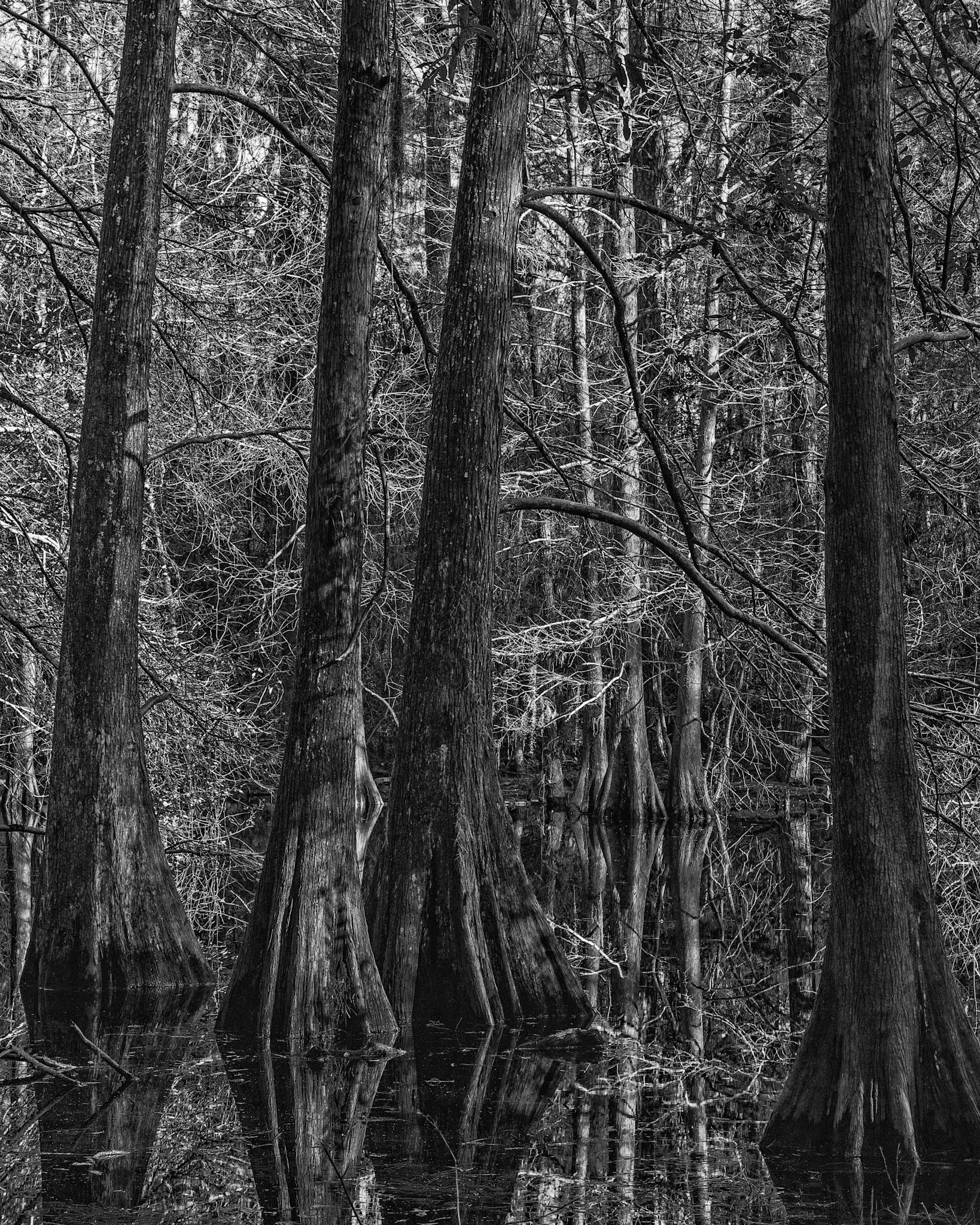Cypress Morning