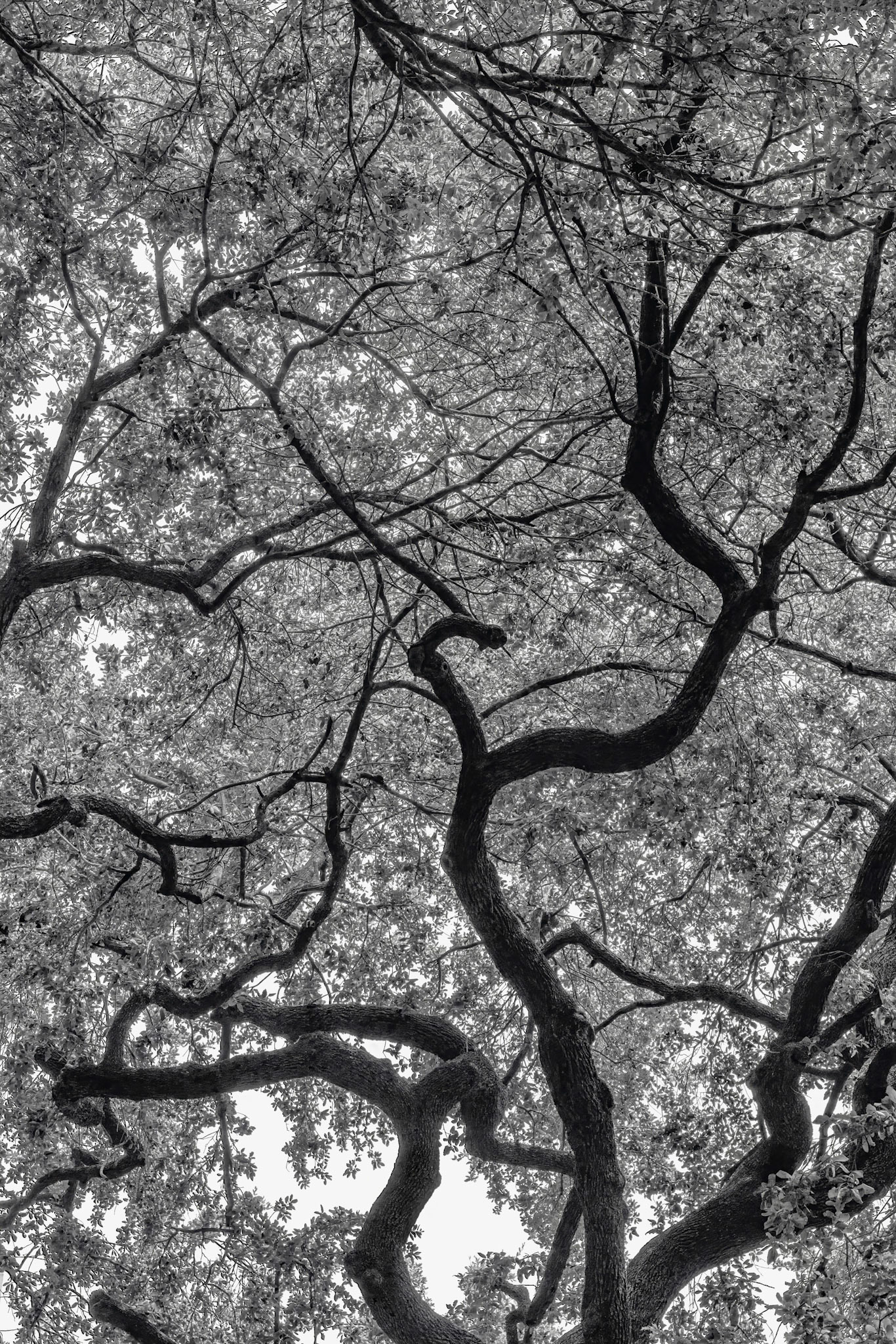 Live Oak Fractal Silhouette