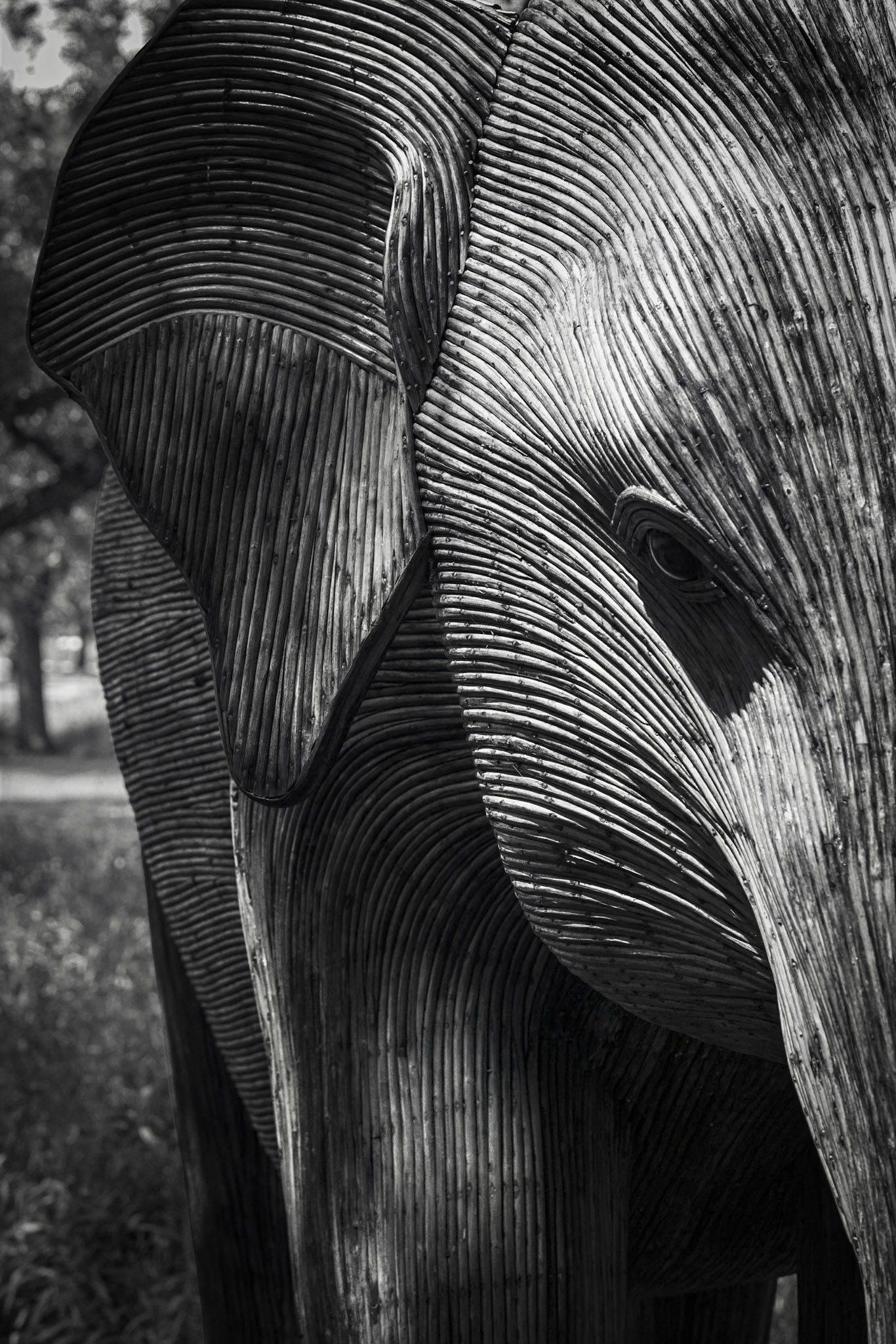 "Elephant" In the Park