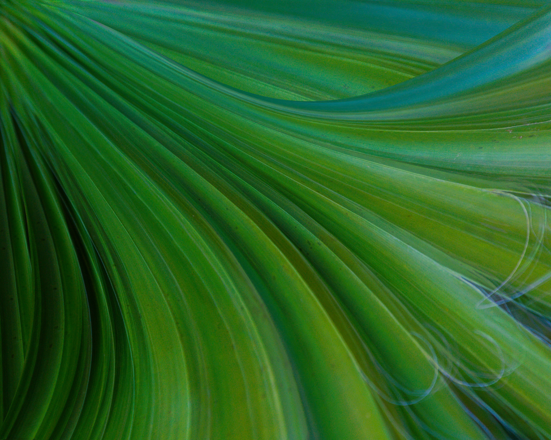 Fan Palm Abstract