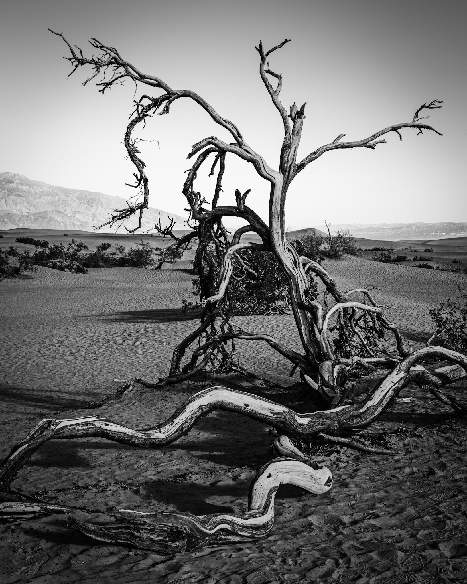 Dead Tree On The Dunes