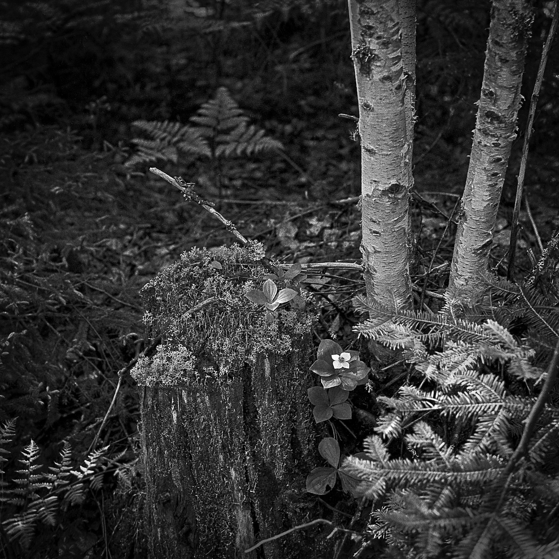 Memories of Summers Past