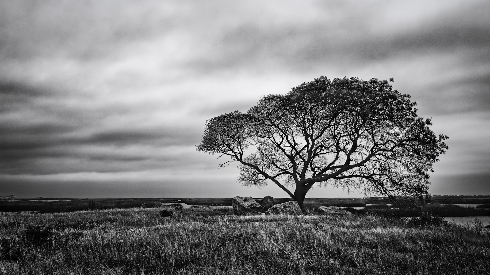 Lone Tree At The Salt Marsh