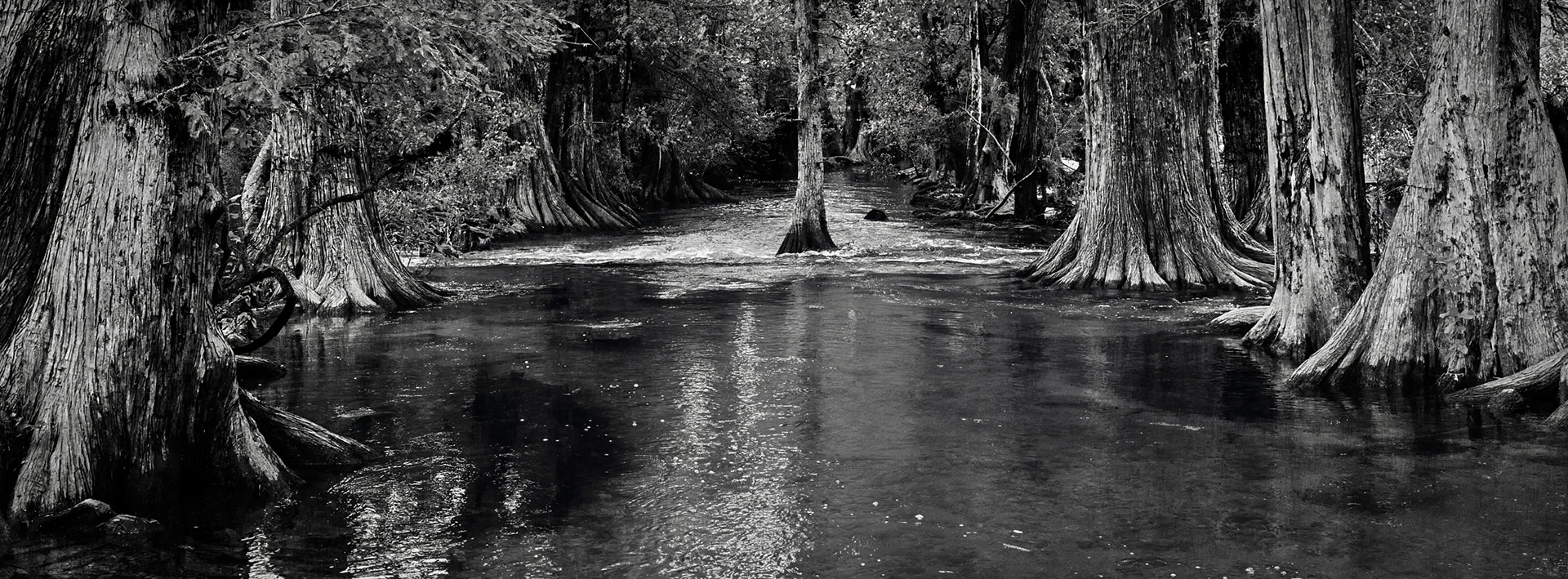 Cibolo Cypress