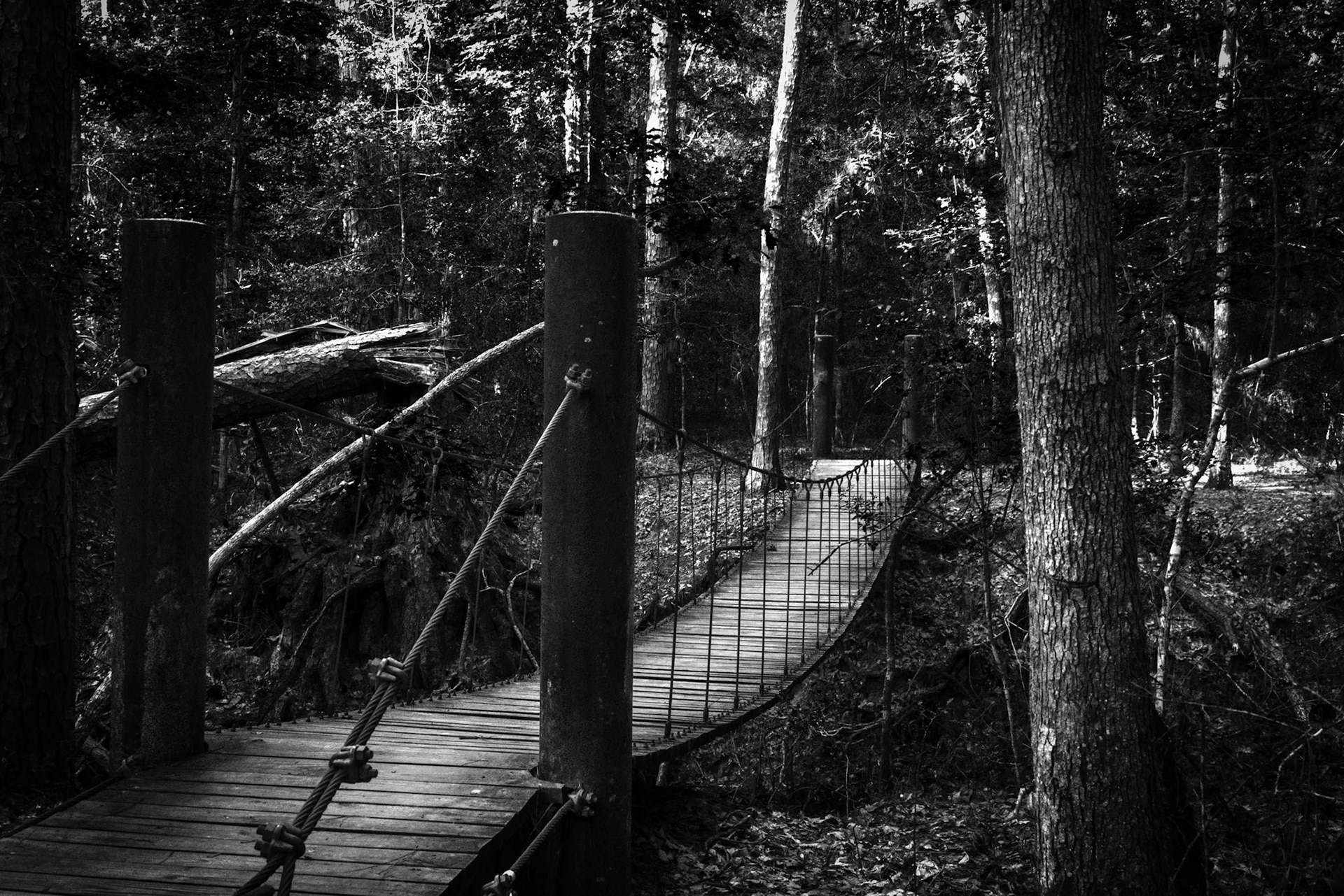 Little Bridge In The Forest