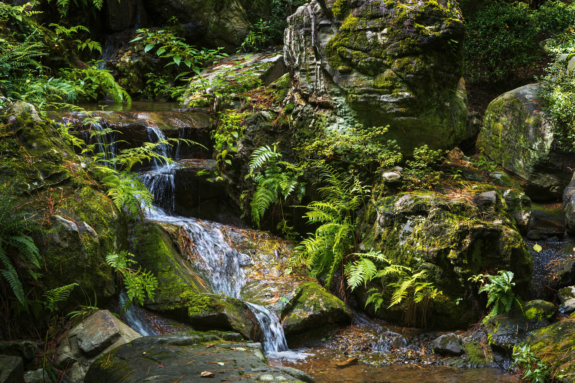 Ferns and Flowing Water