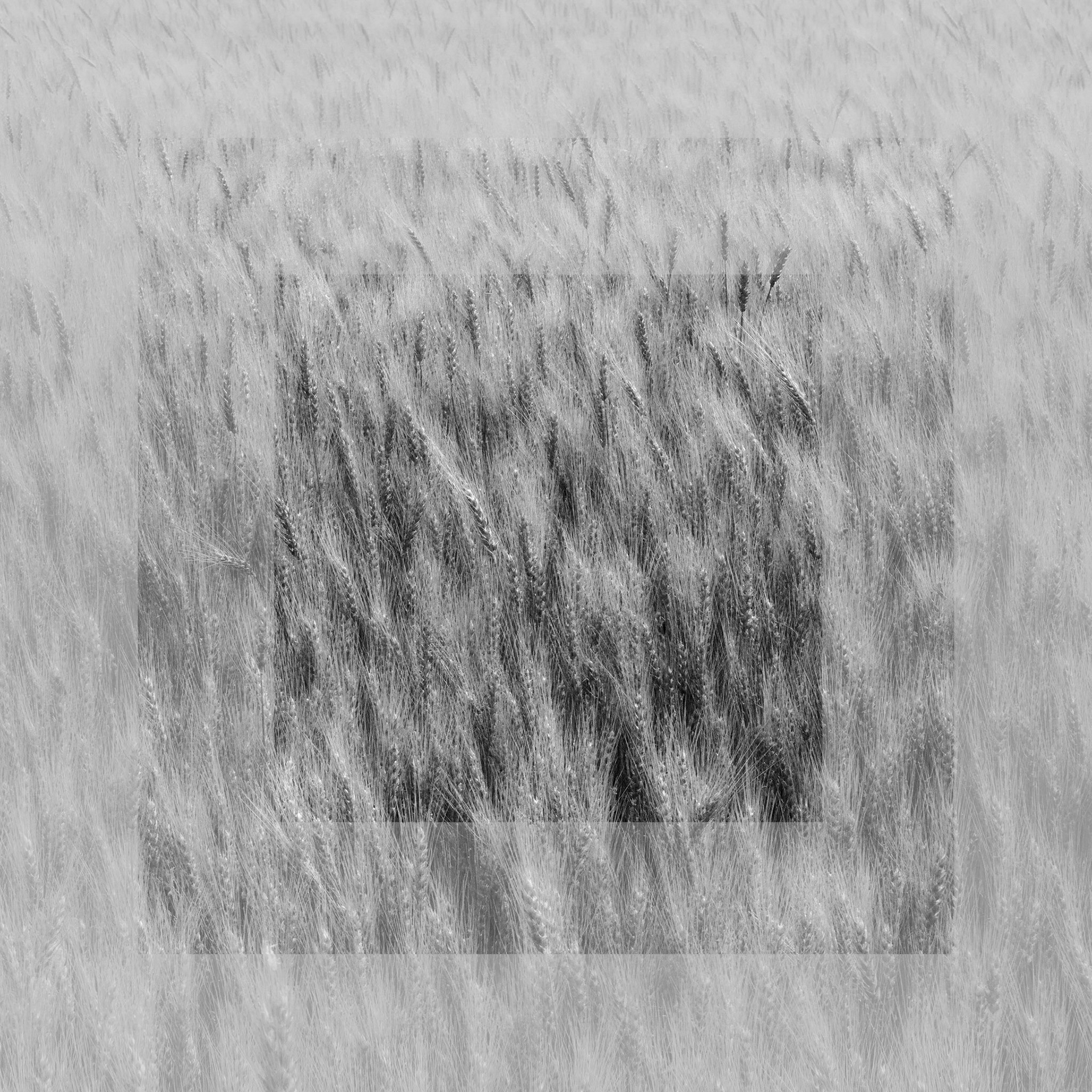 Wheat Abstract