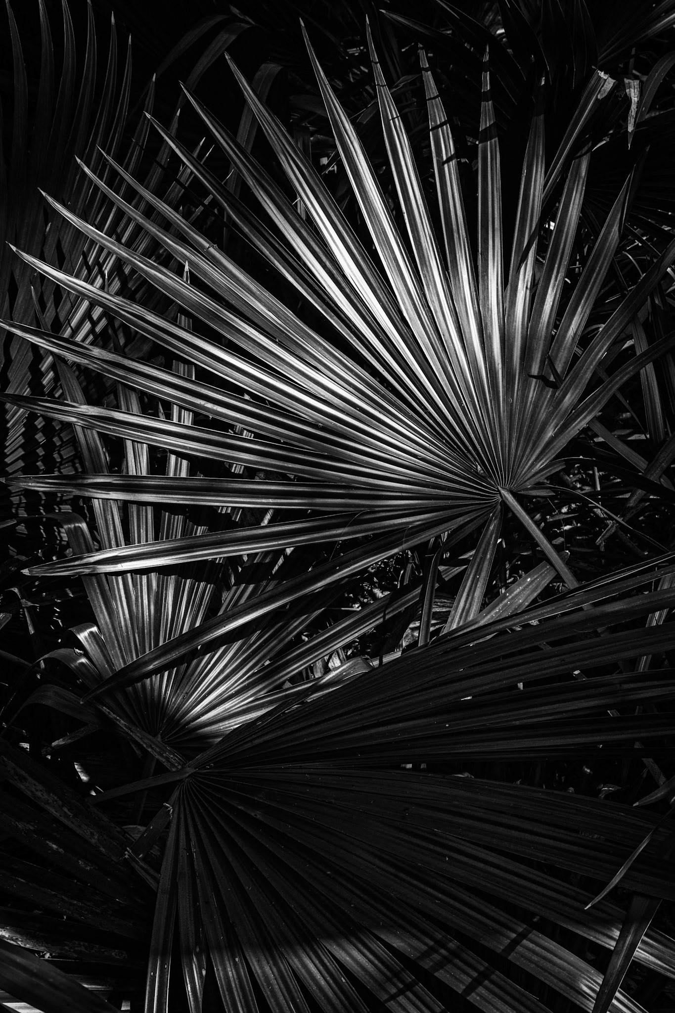 Palmetto Patterns