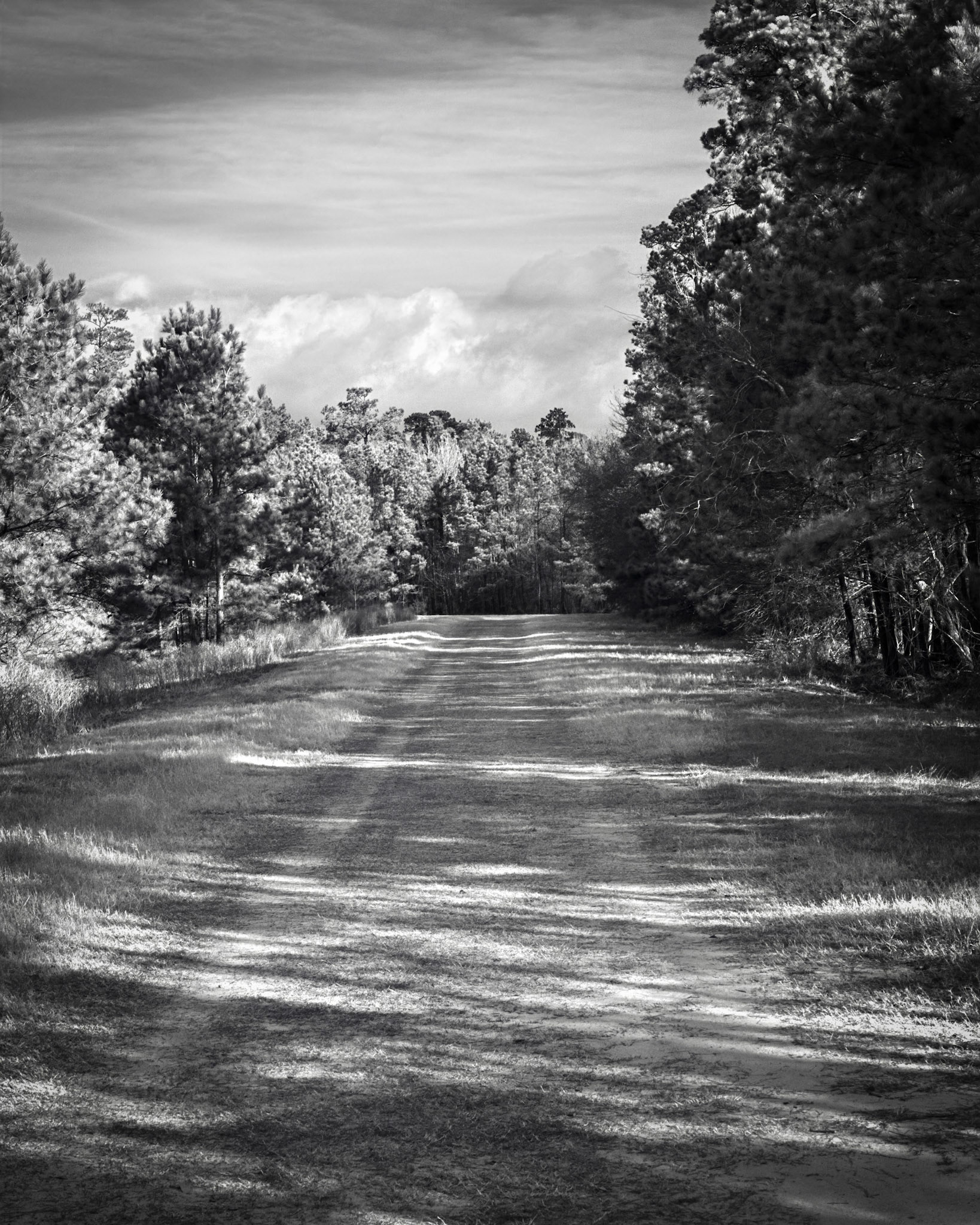 Going Down The Trail