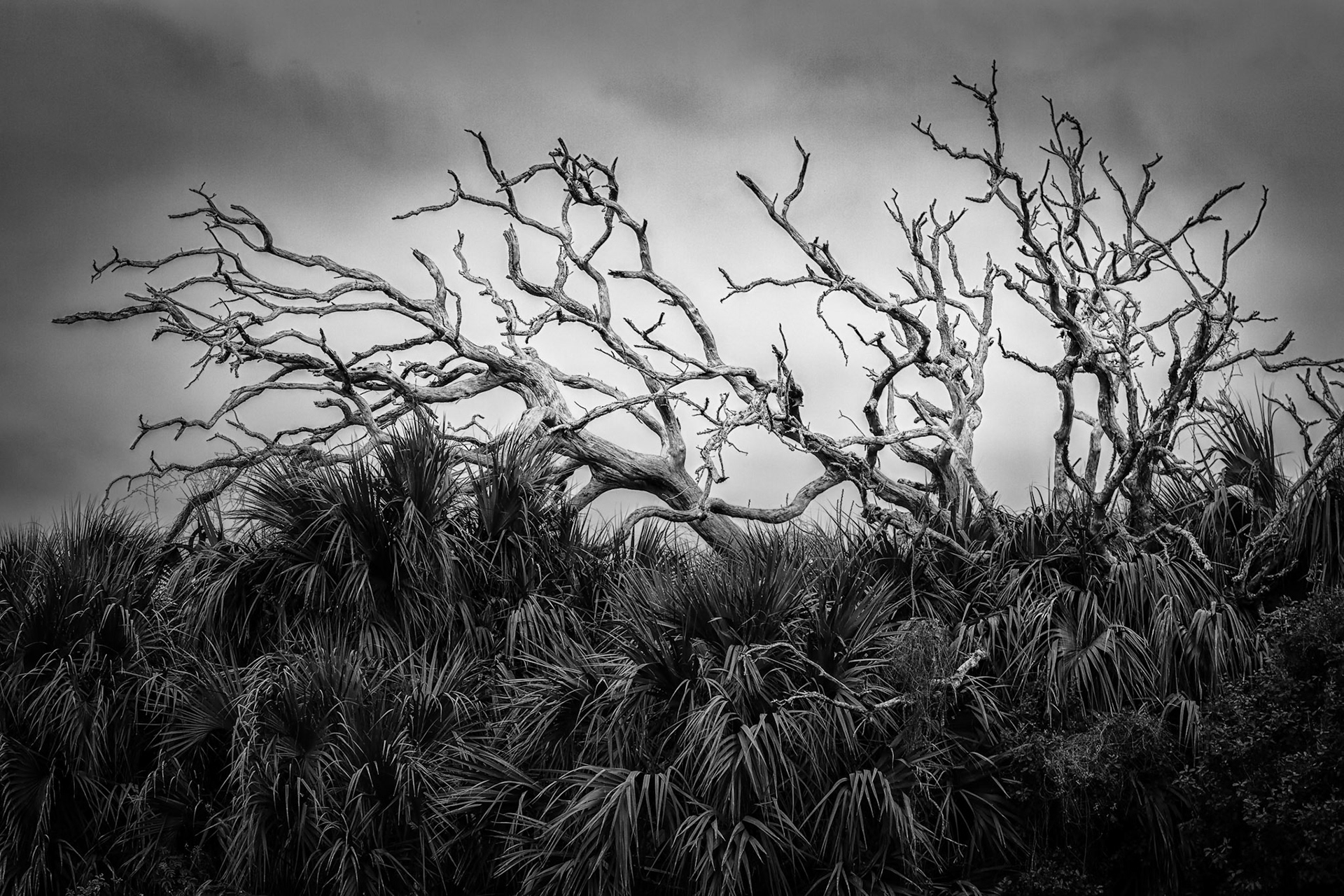 Dead Trees and Palms