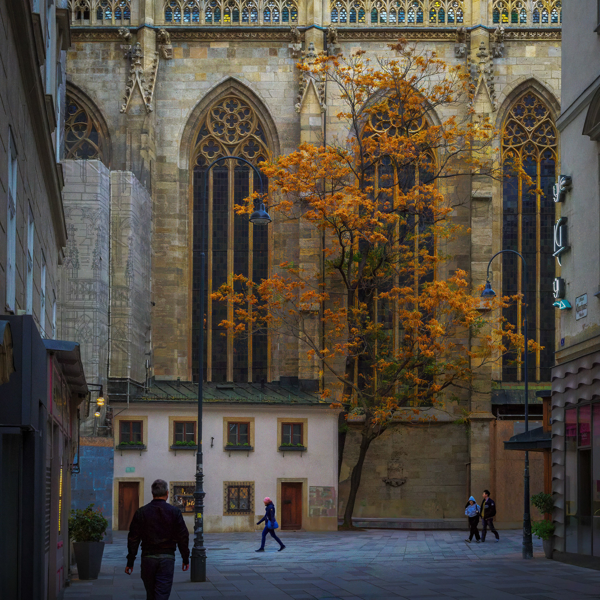 The Catherdral Tree