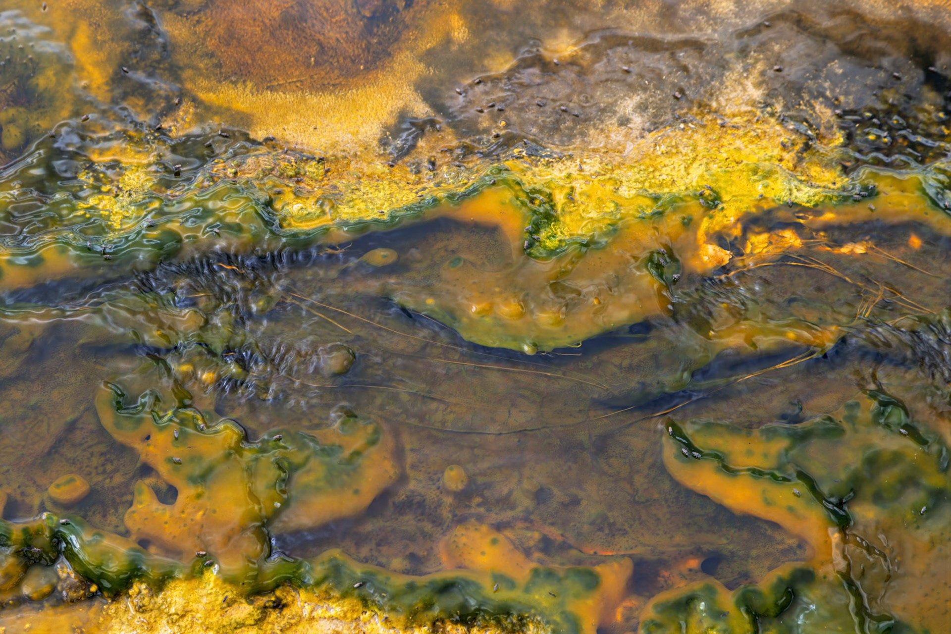 Living Palette