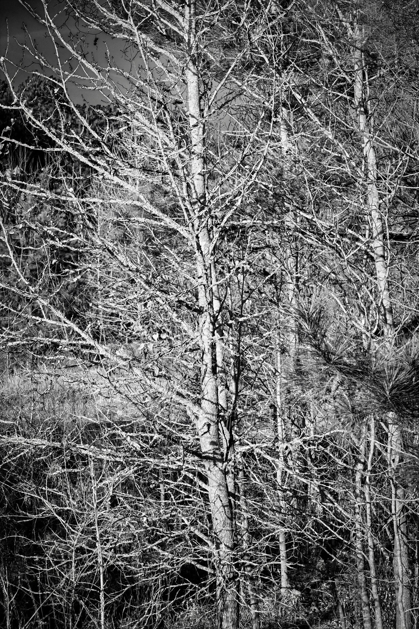 Winter Trees