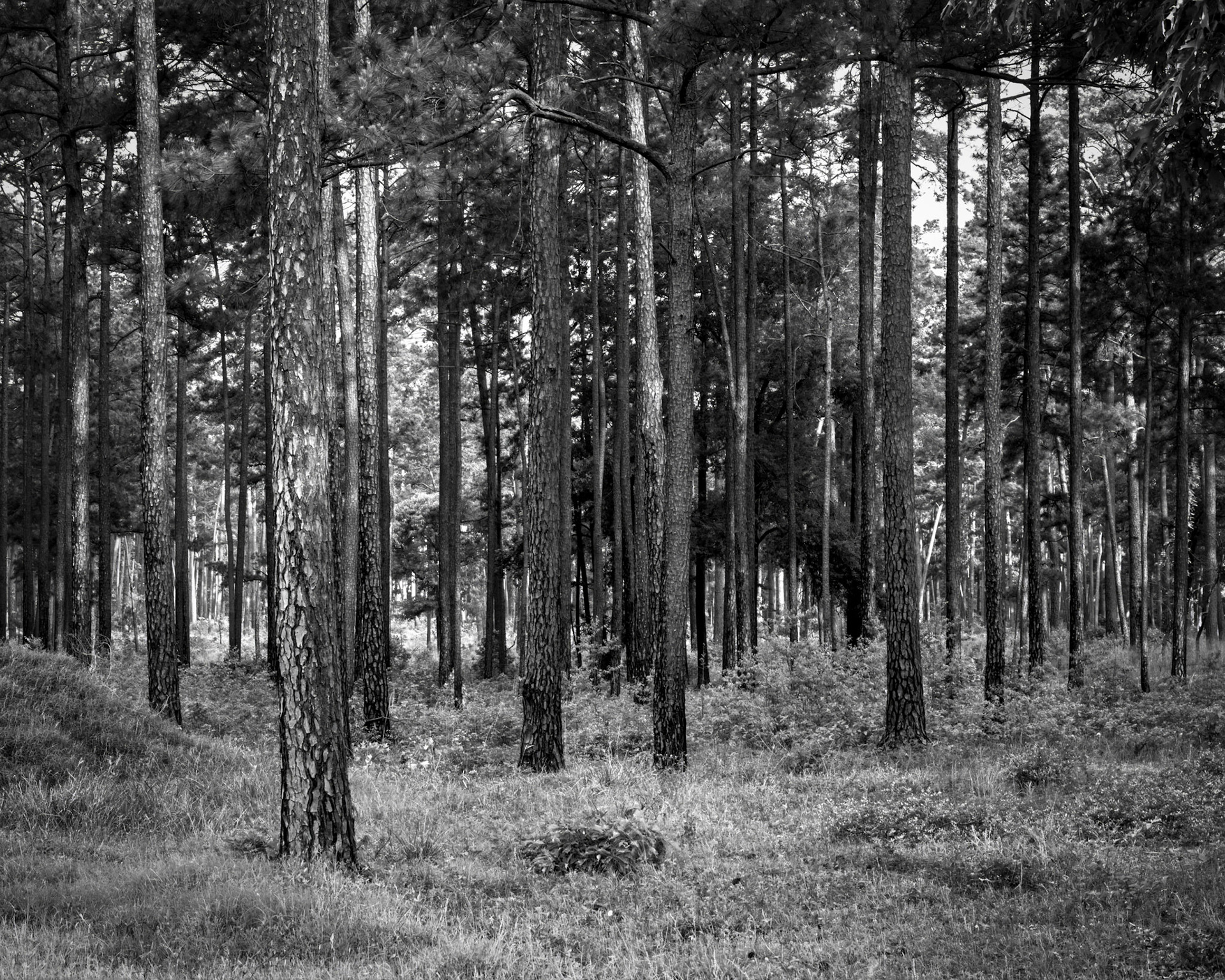 Morning On The Road To Lajitas