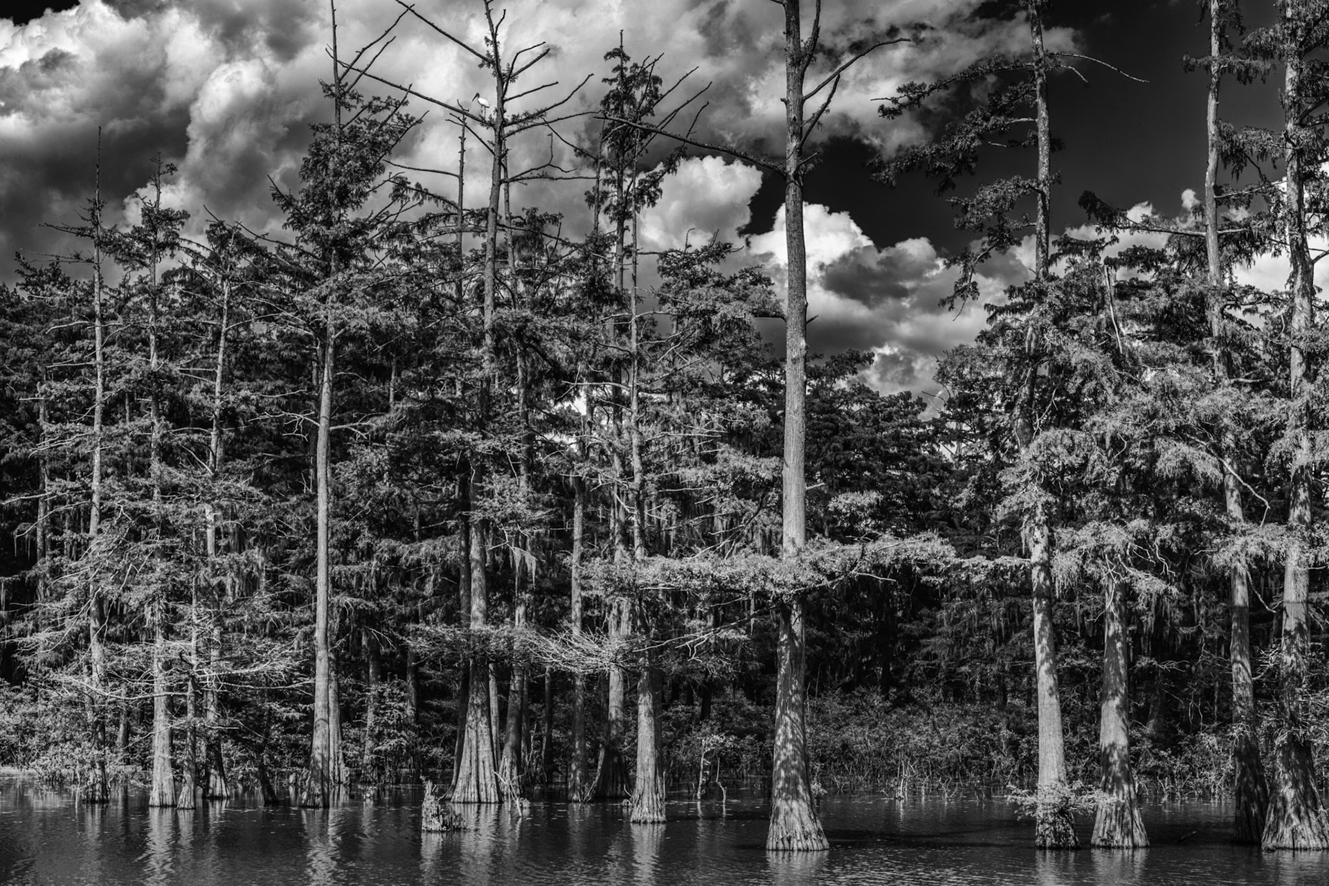 The Swamp