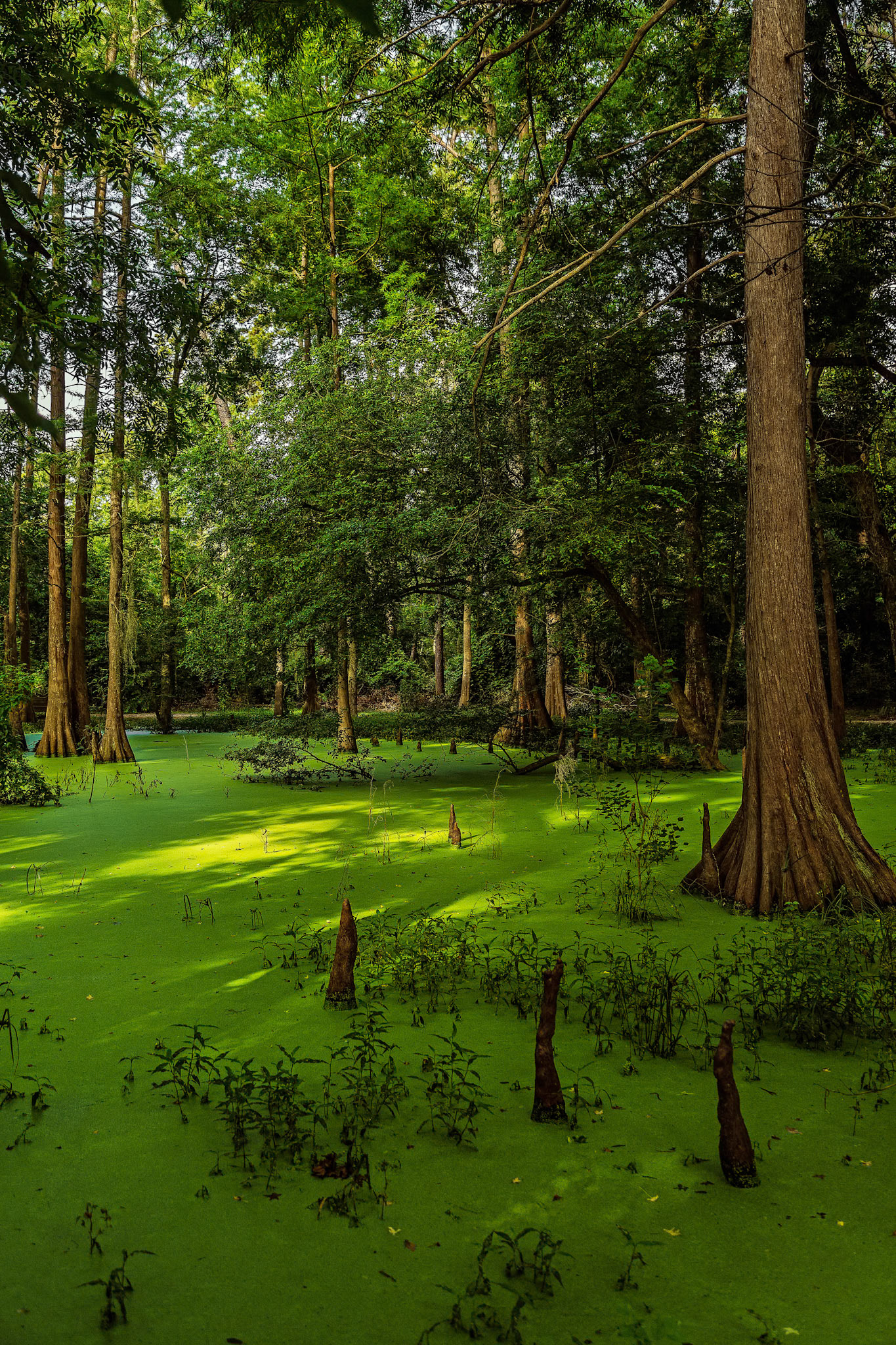 Daylight In The Swamp