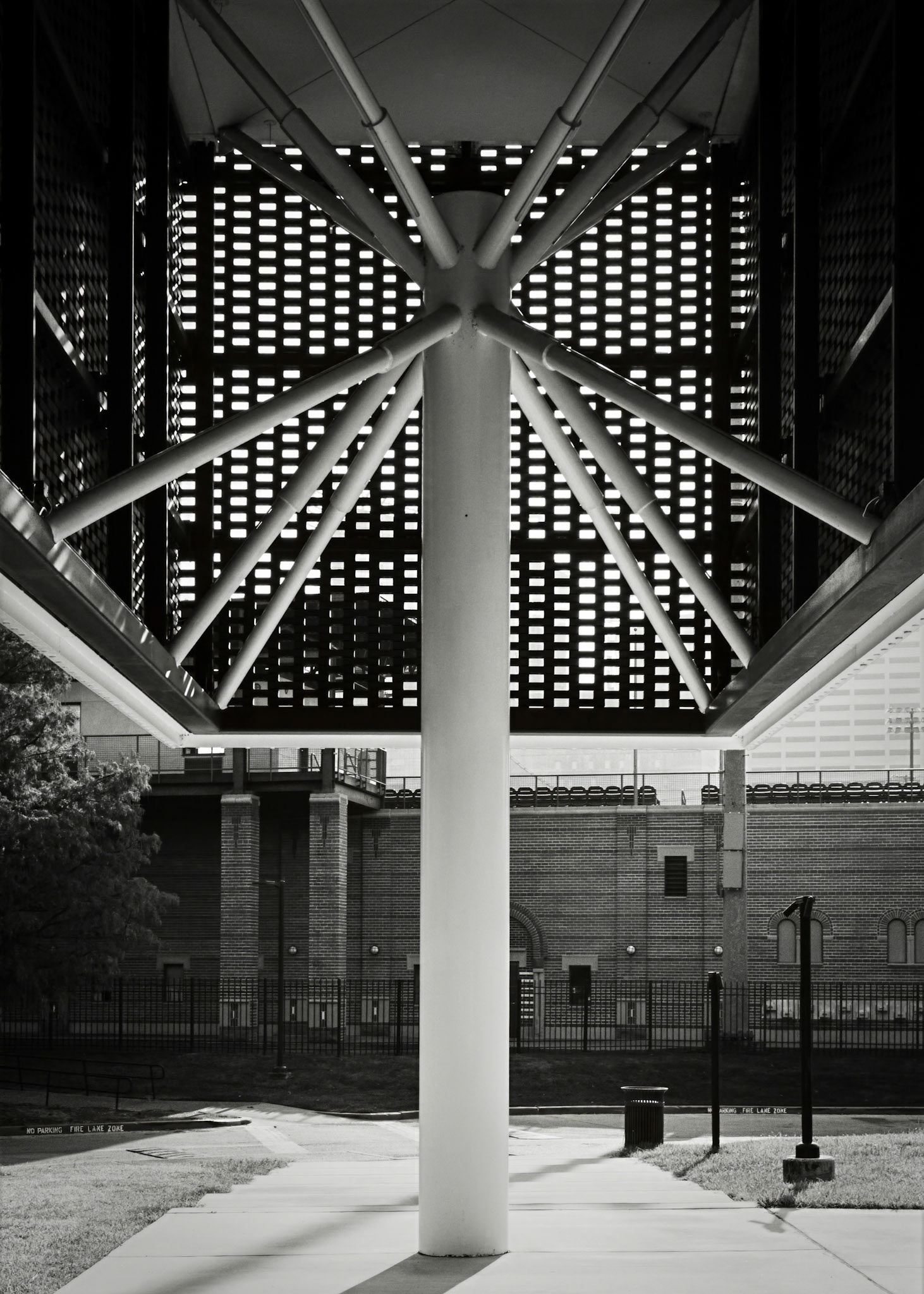 Caged Dandelion