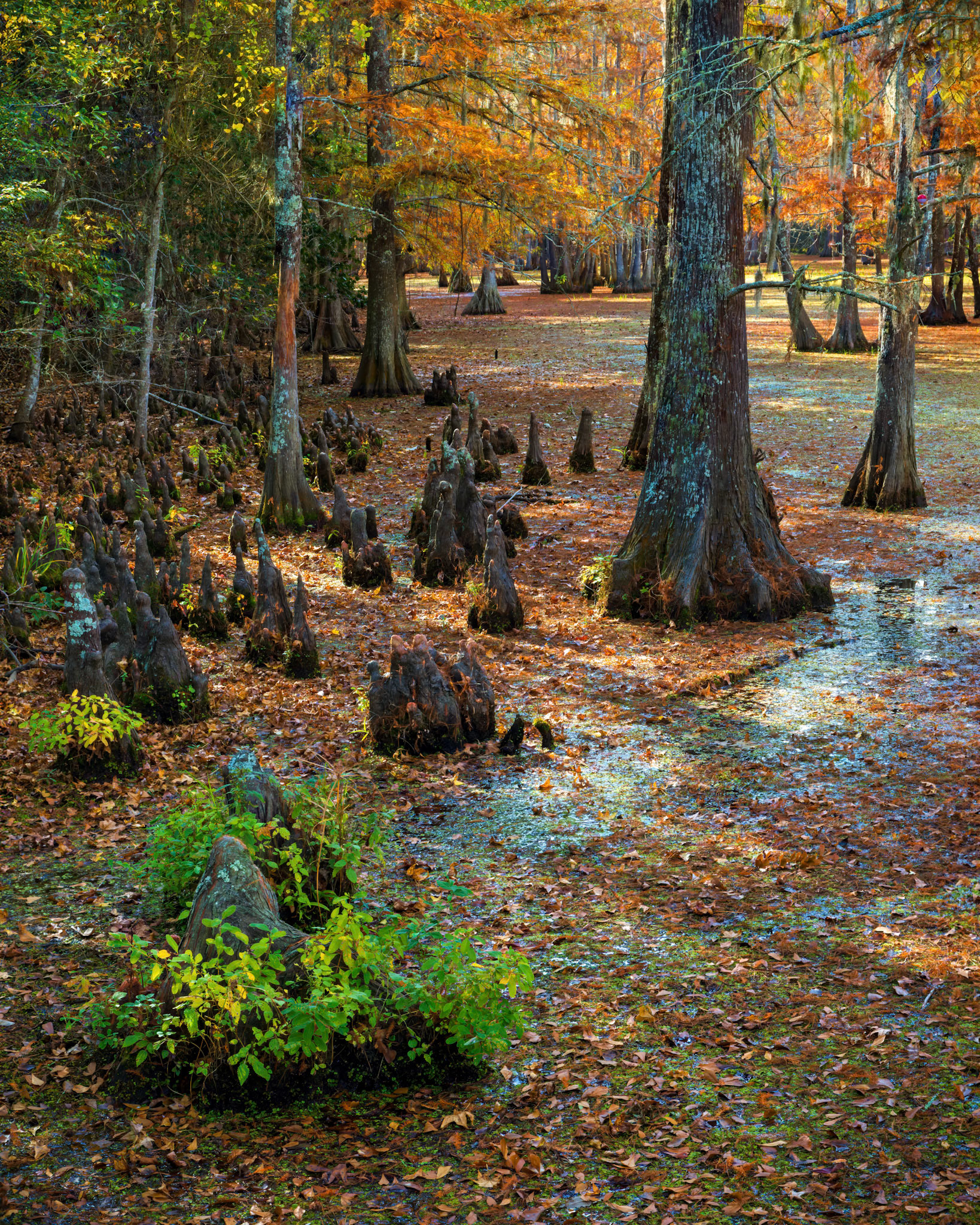 Autumn Cypress In The Slough