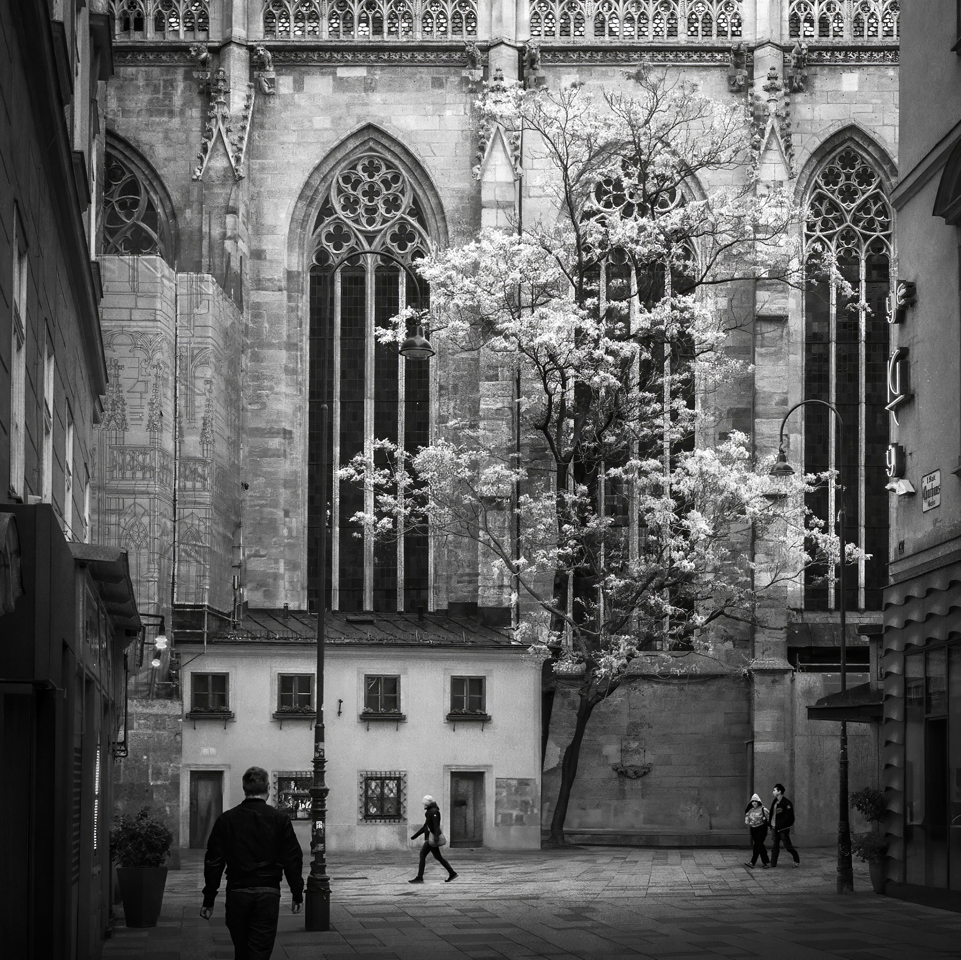 The Cathedral Tree