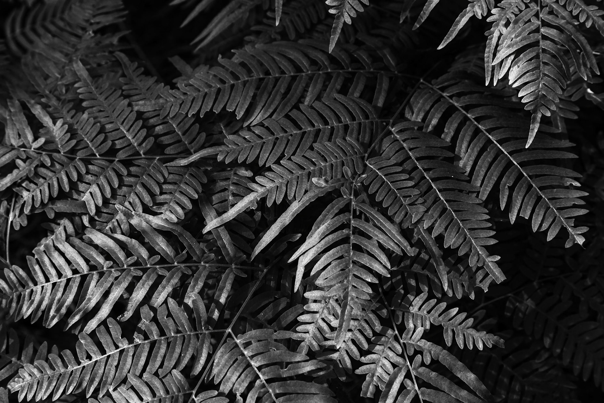 Ferns