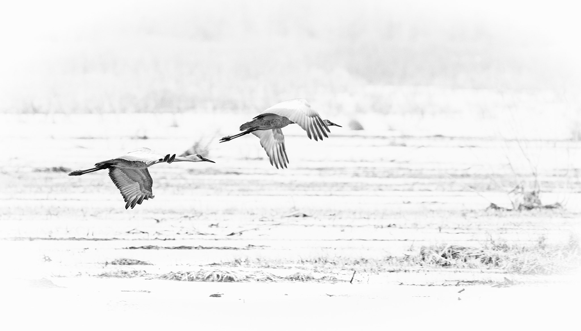 Sandhill Cranes In Flight