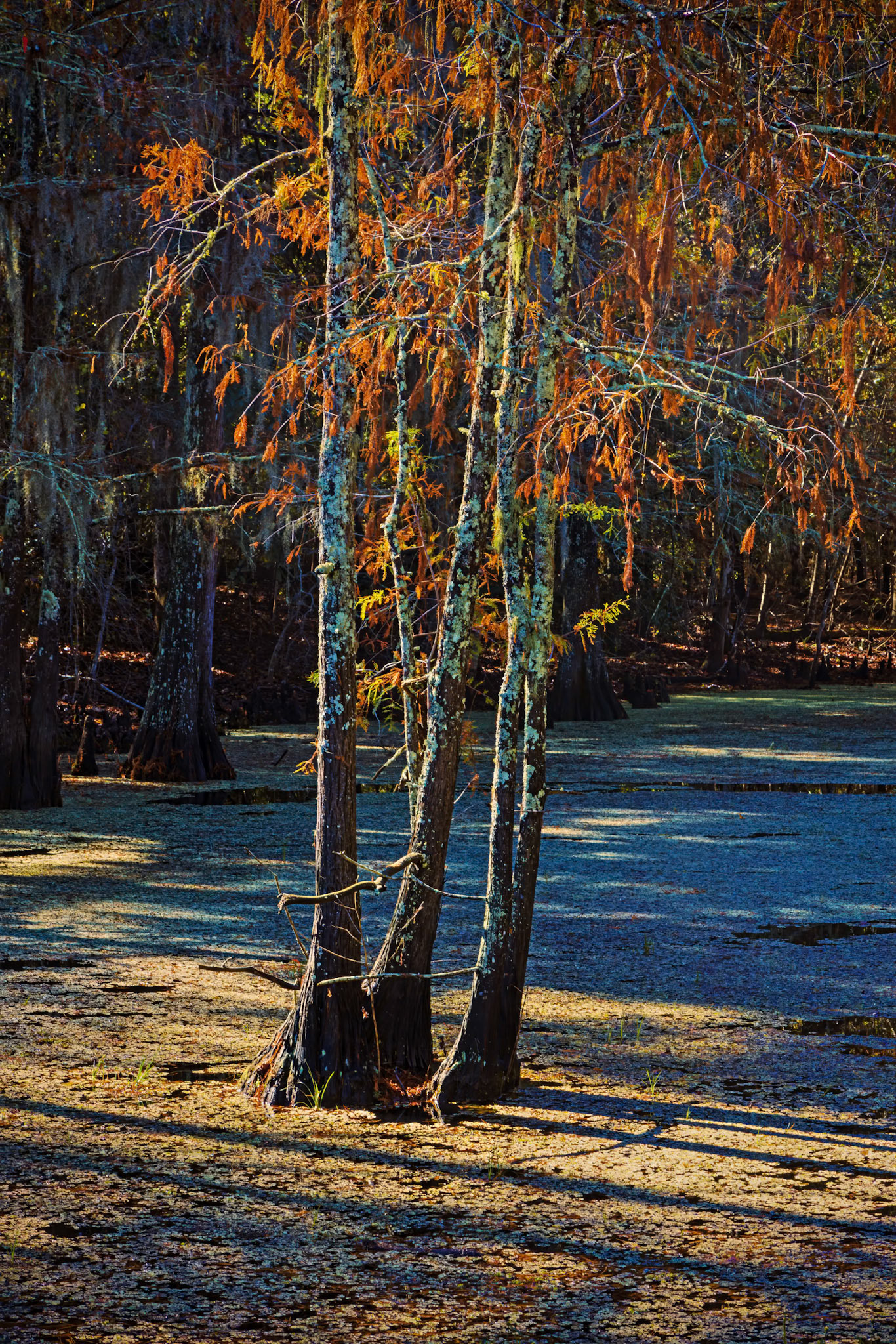 Stillness in the Drowned Grove