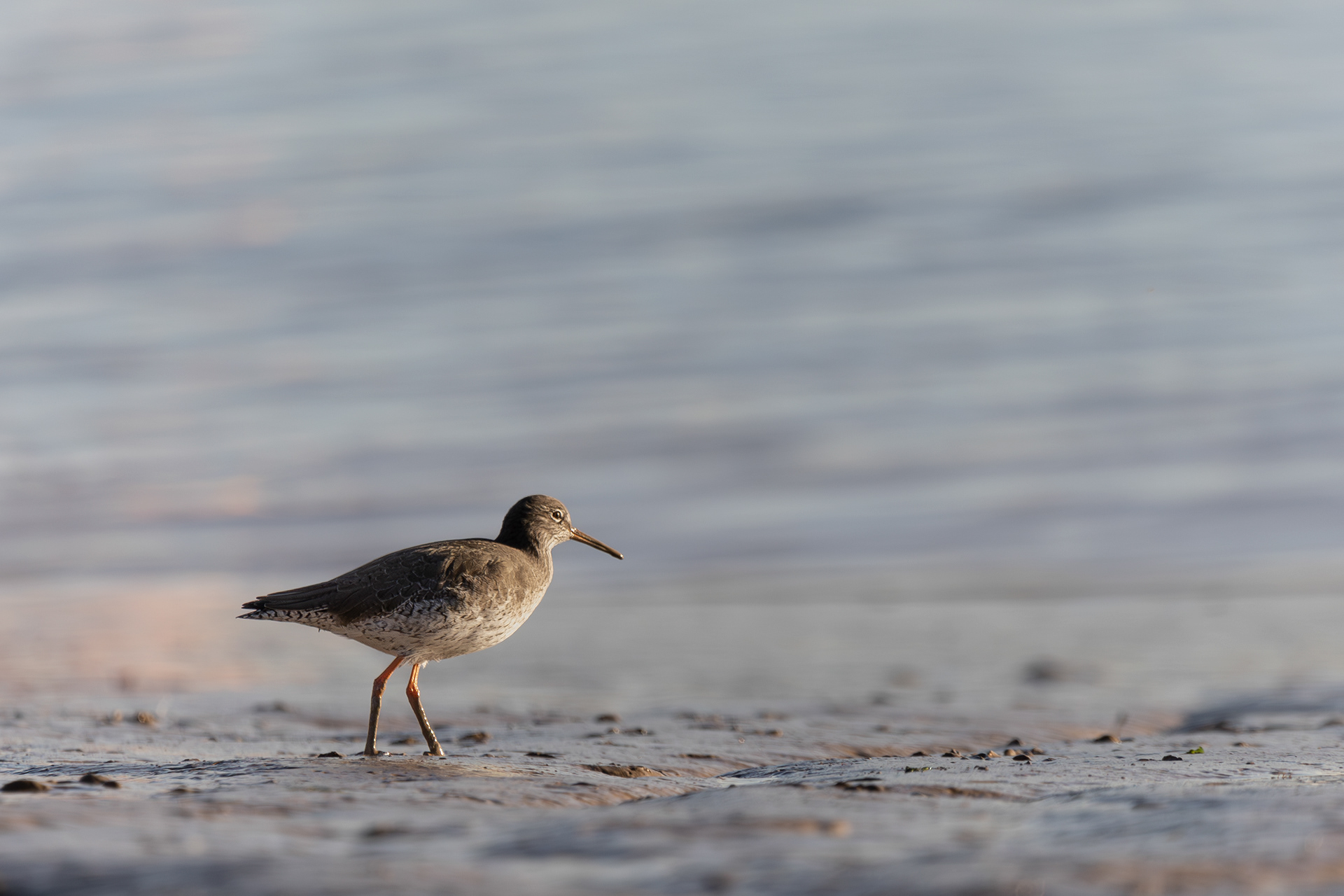 Redshank Battling the Elements