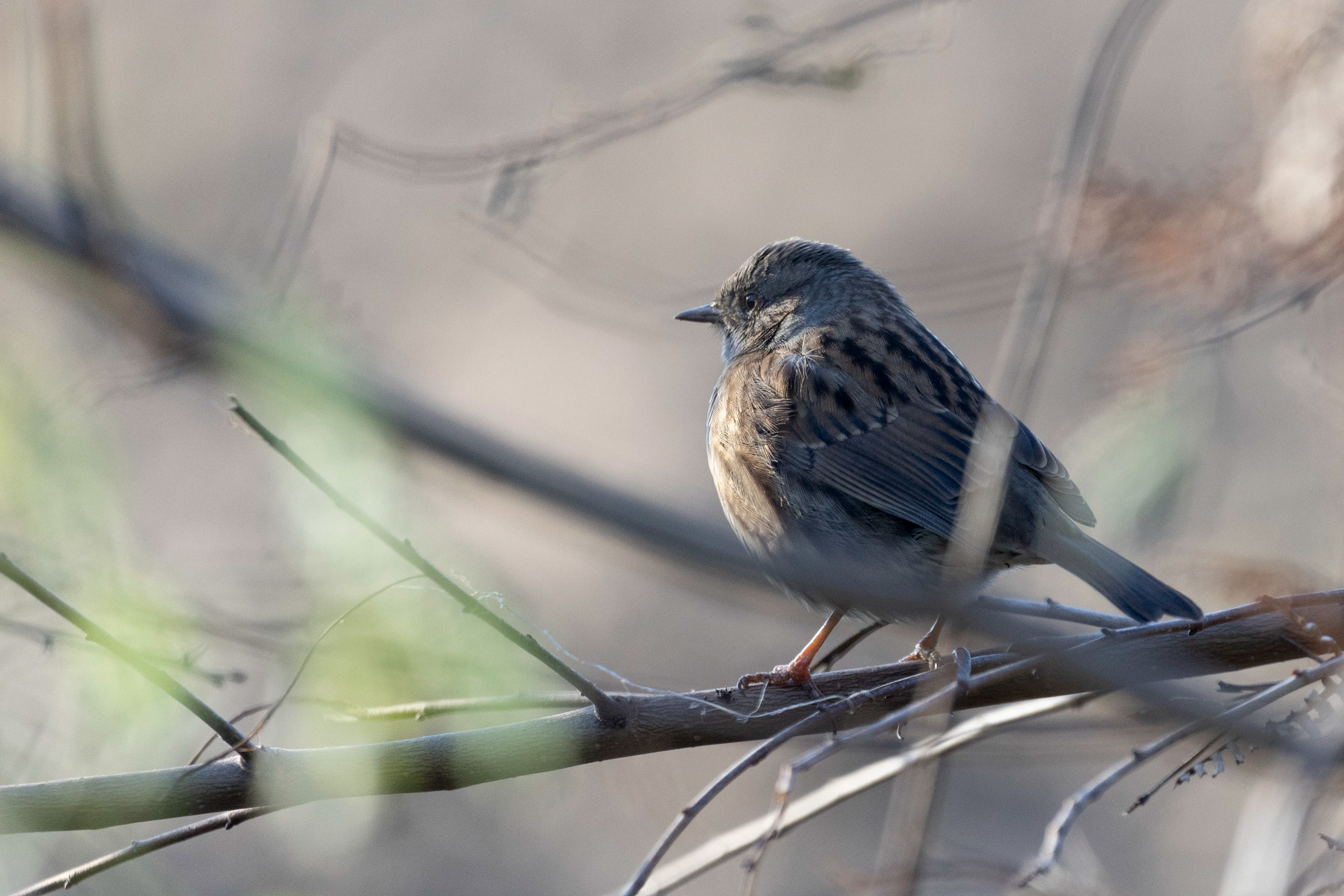 Dunnock