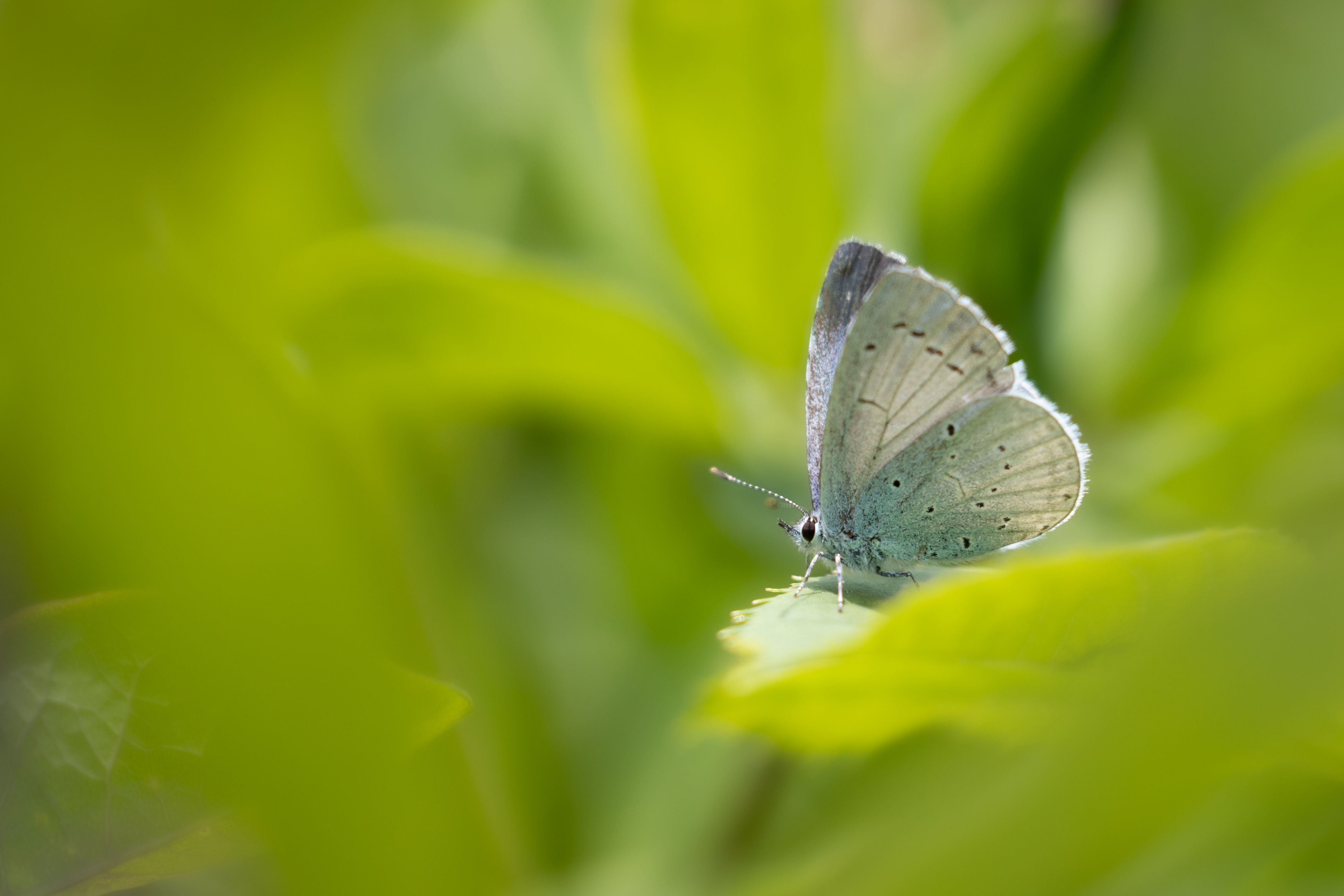 Holly Blue Butterfly