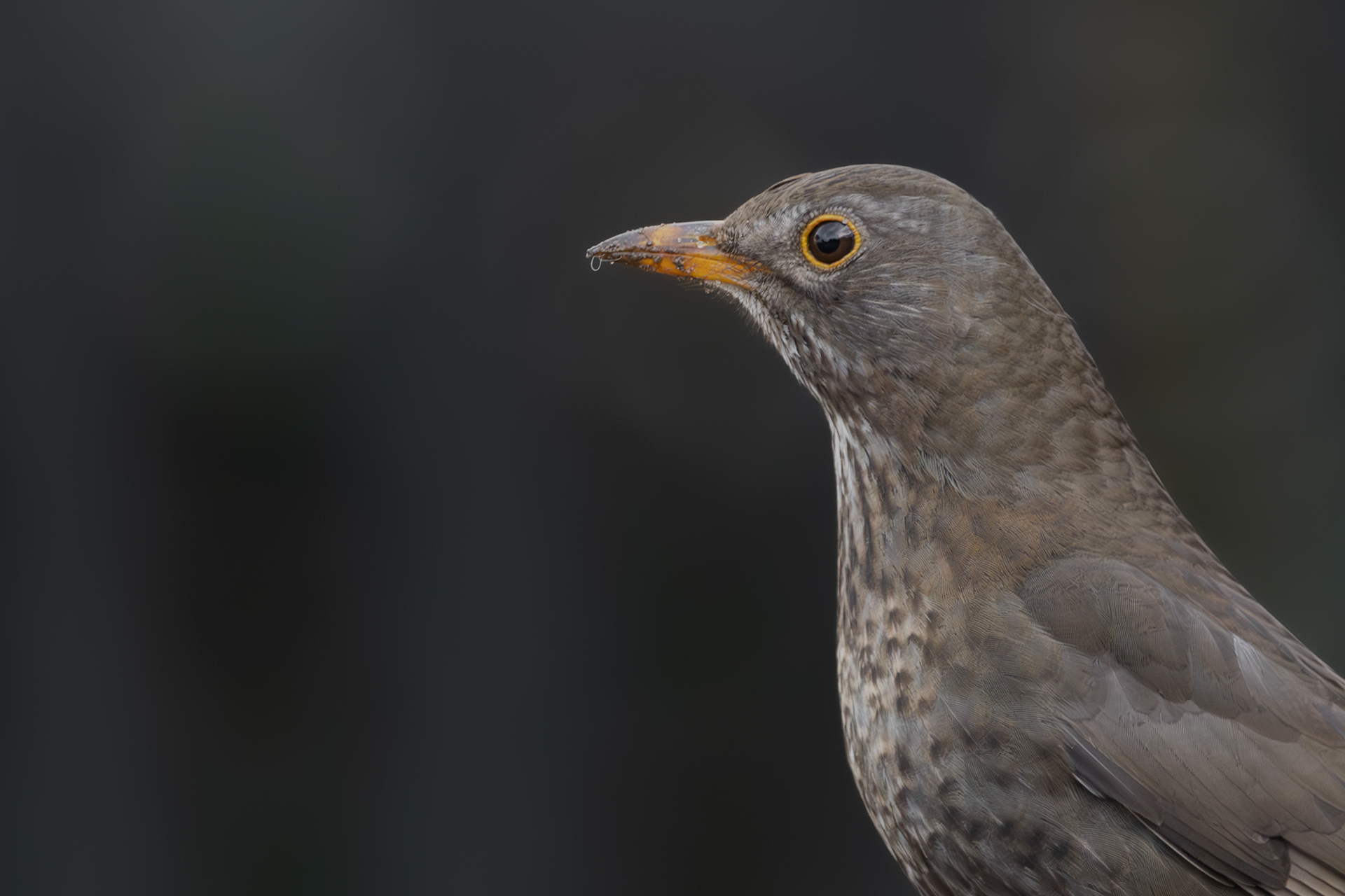 Blackbird Female Portrait