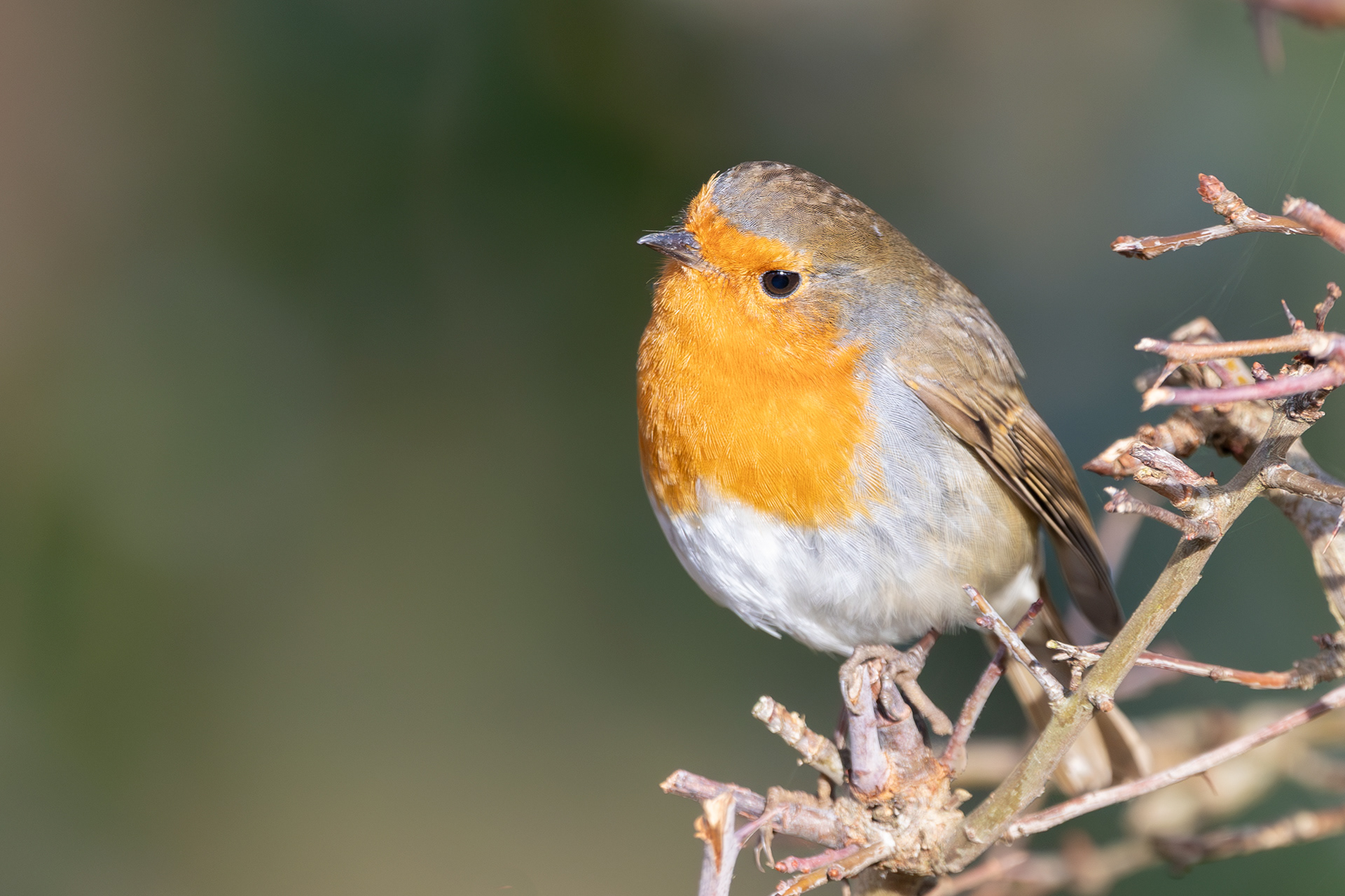 Robin Waldringfield