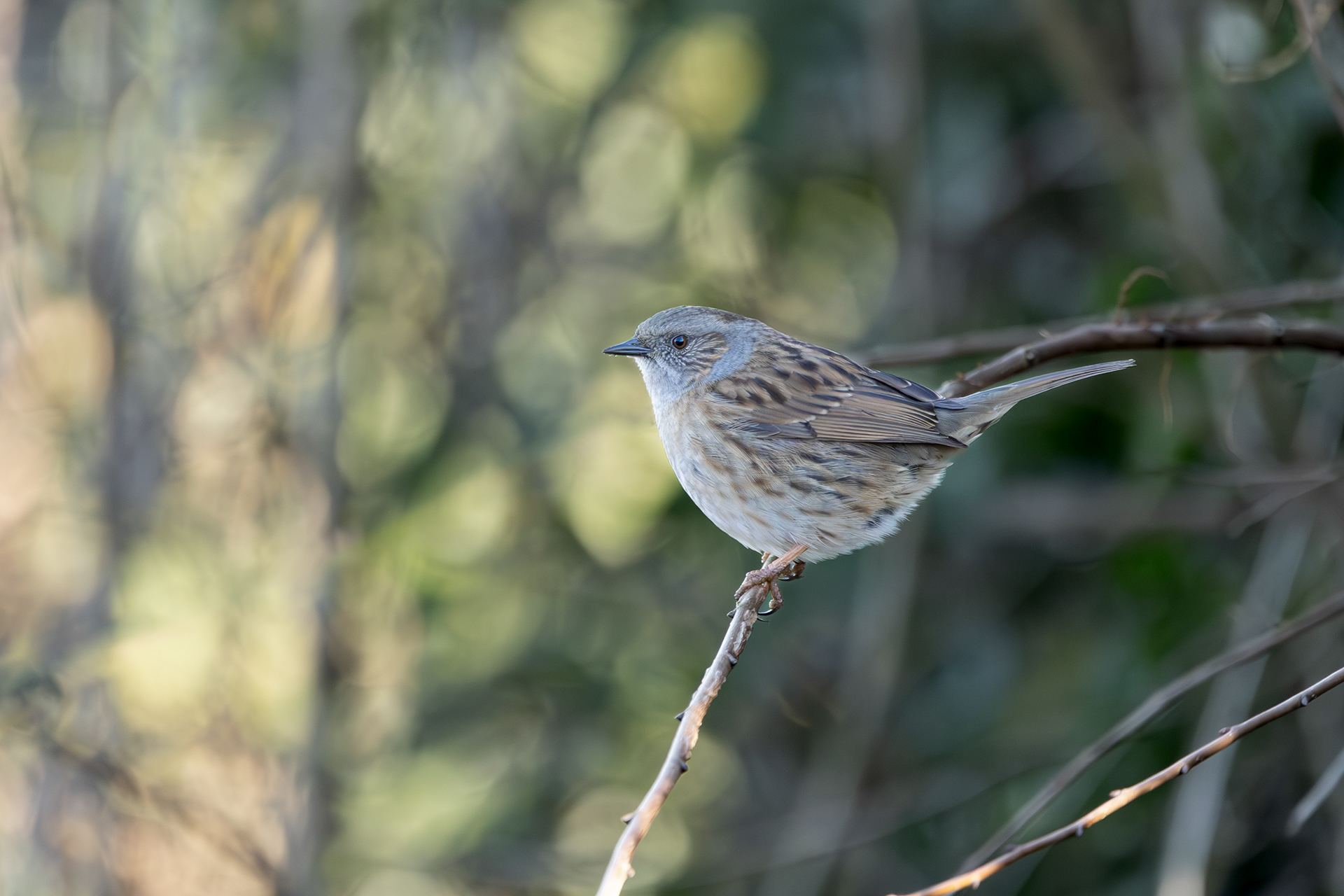 Dunnock