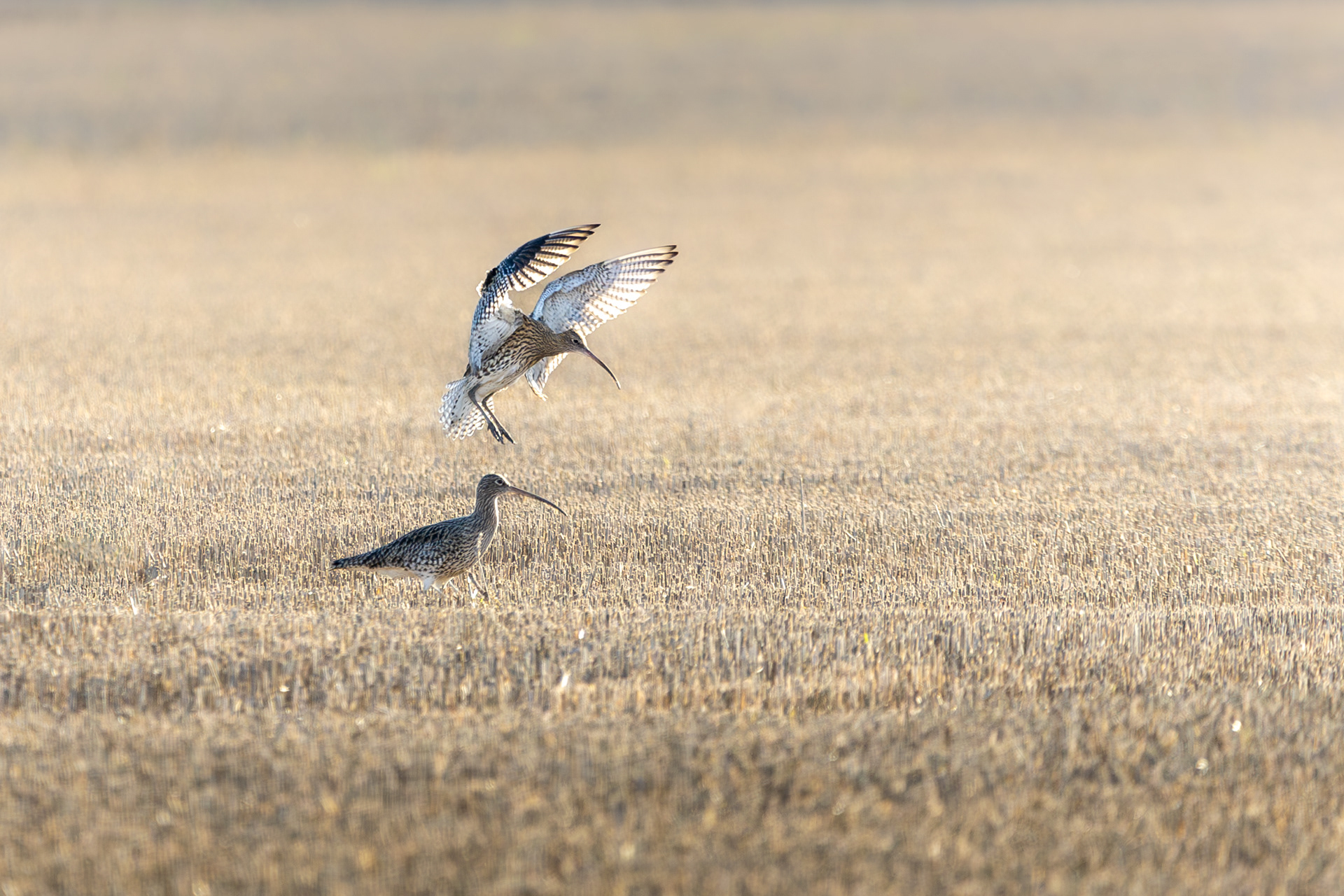 Curlew Landing Waldringfield
