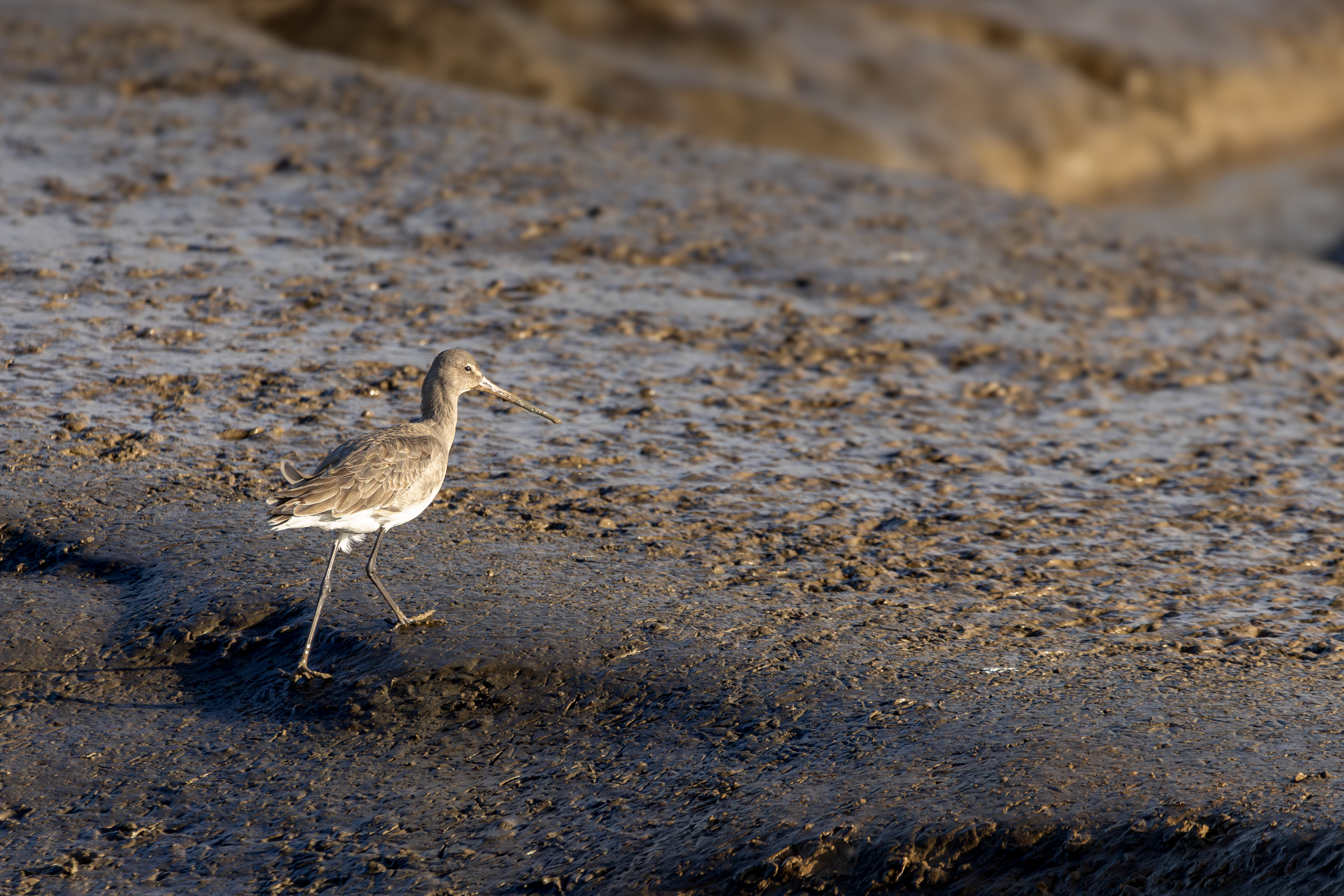 Bar Tailed Godwit Waldringfield