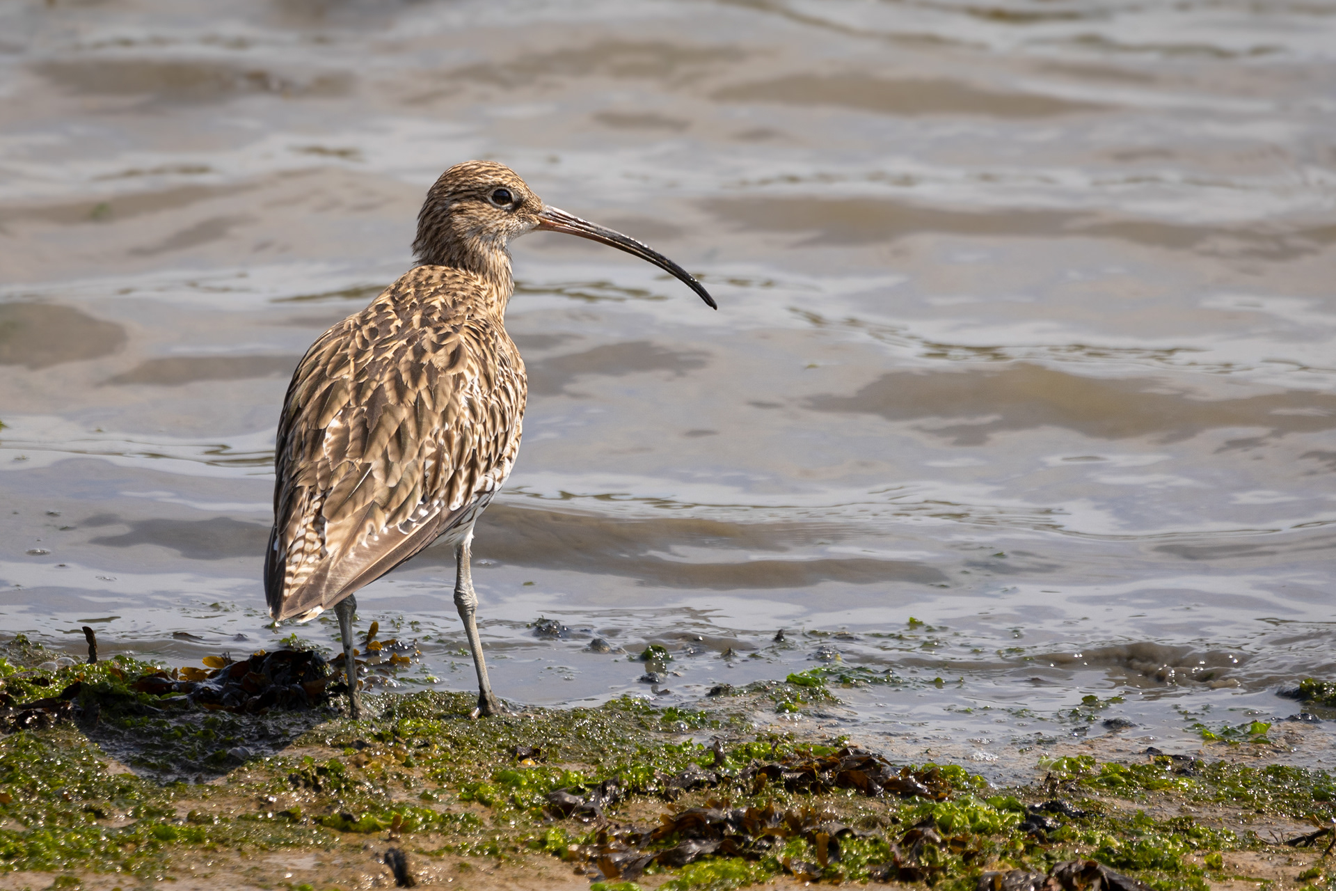 Curlew