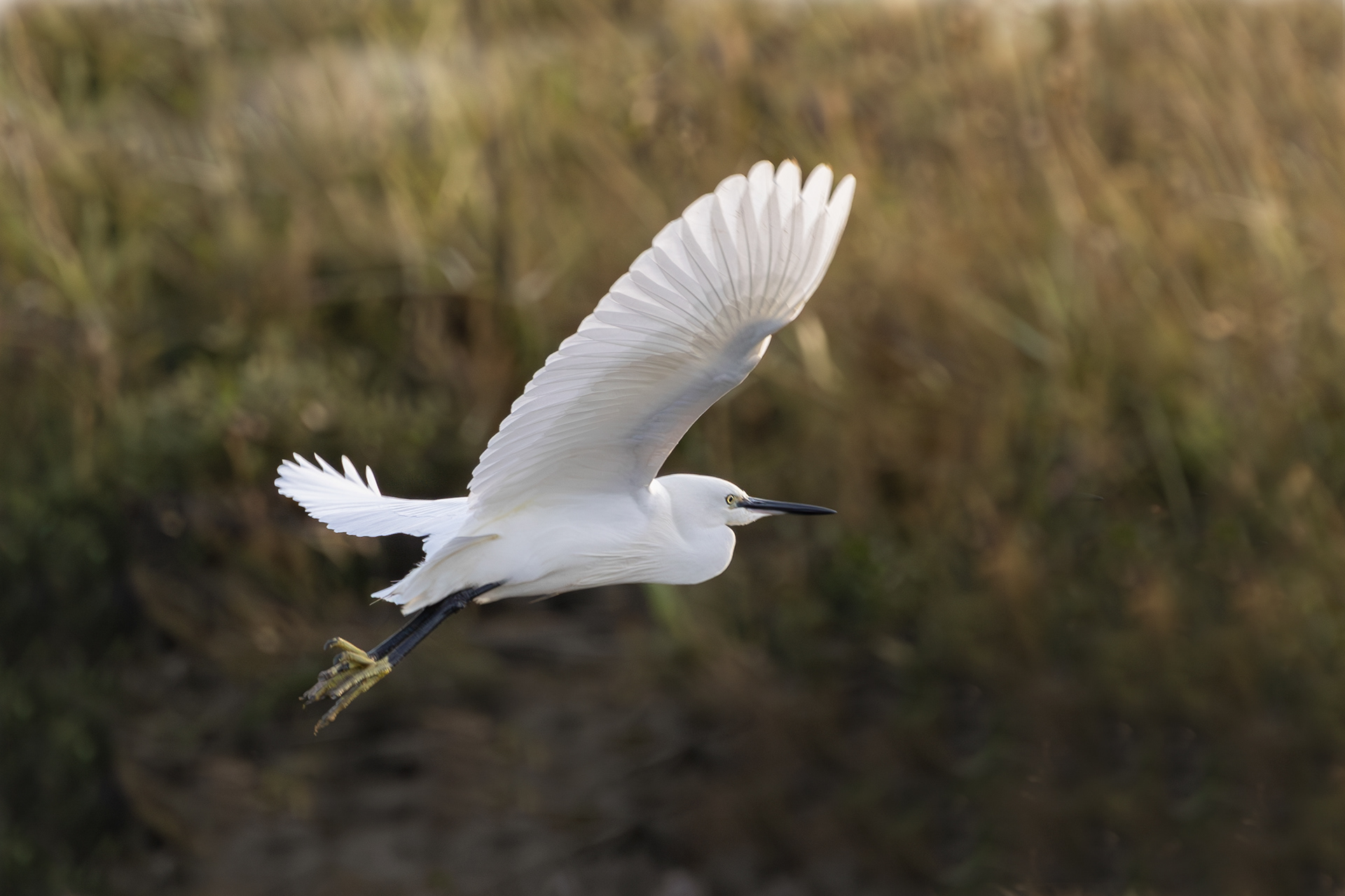 Little Egret Waldringfield