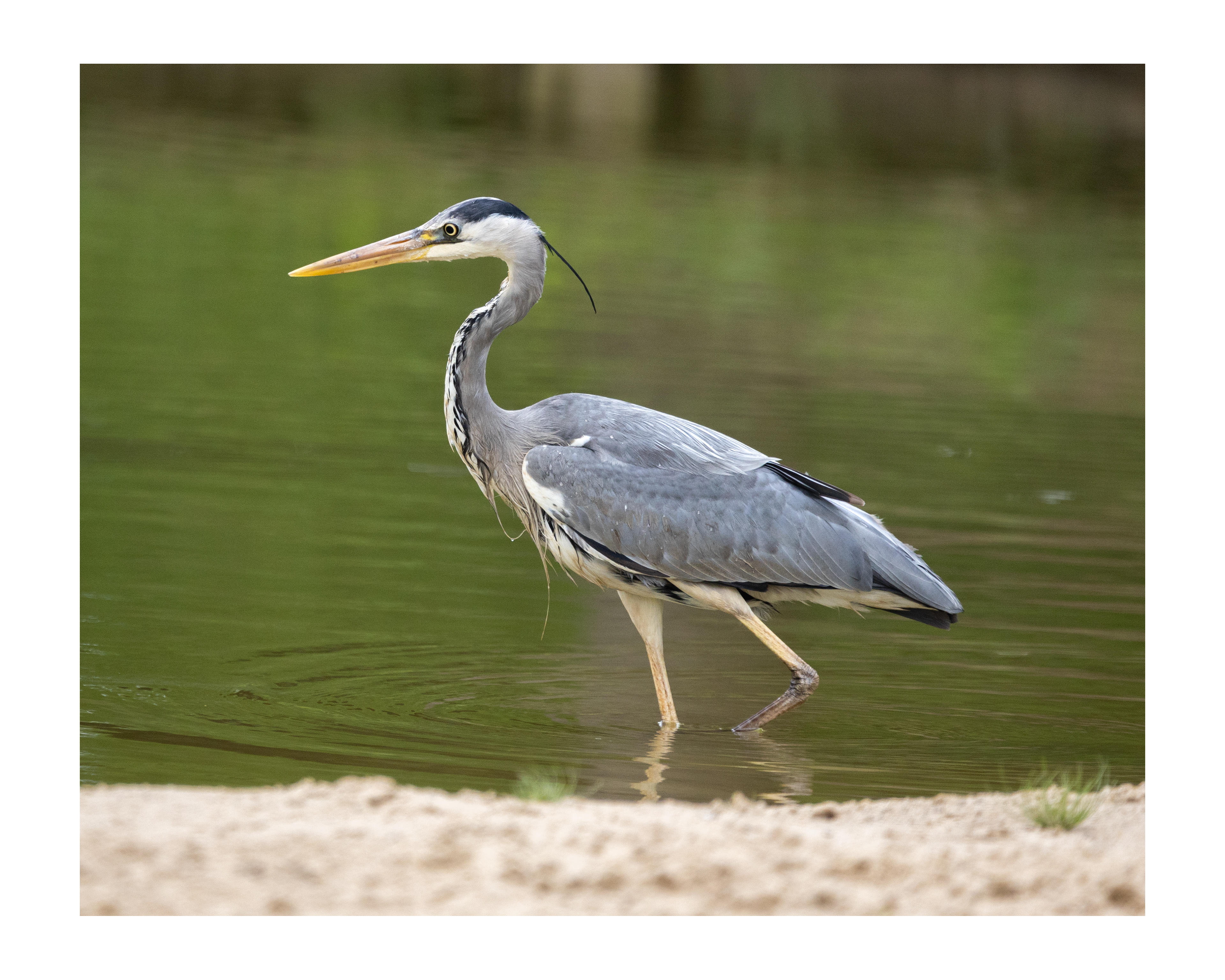 Grey Heron