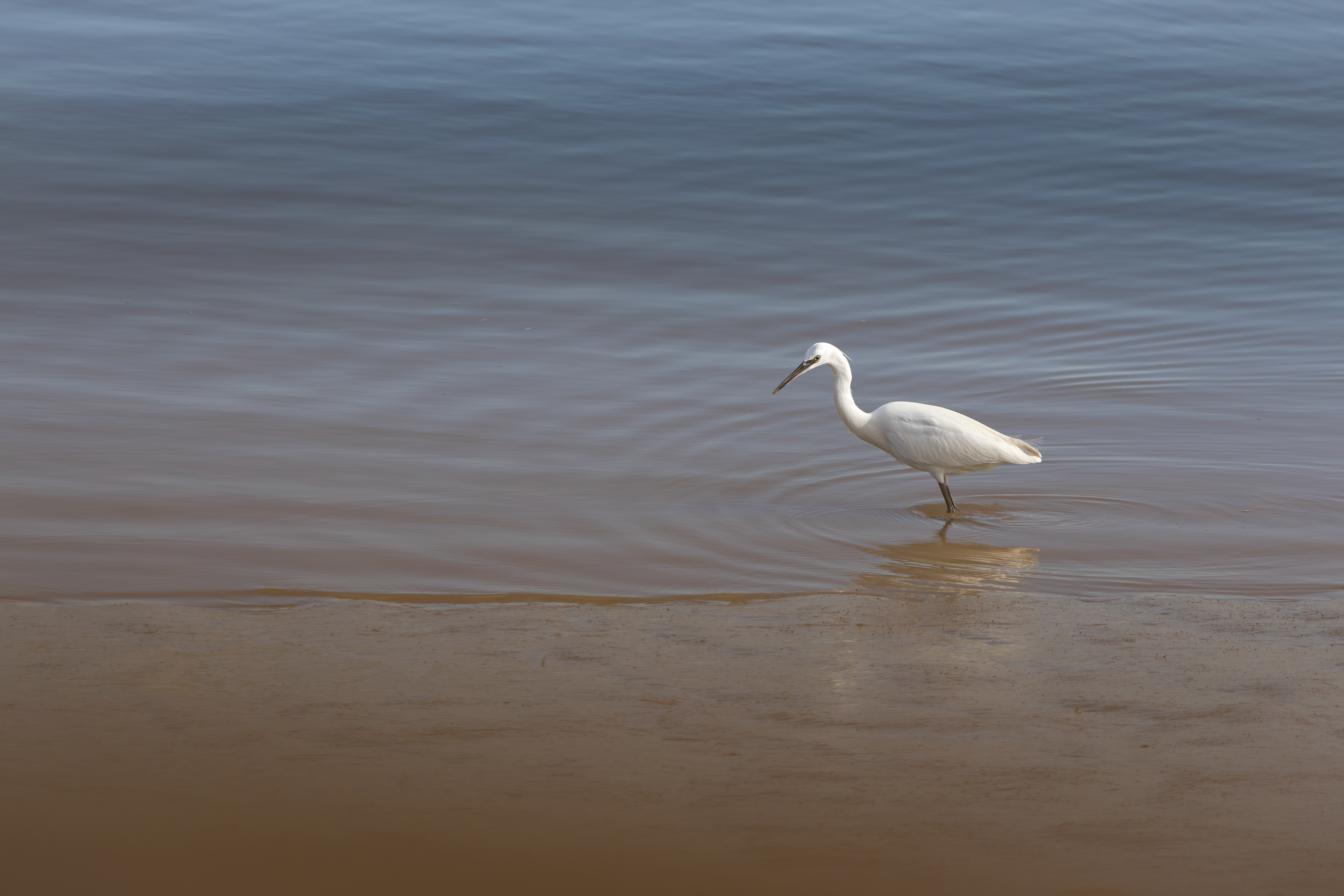 Little Egret