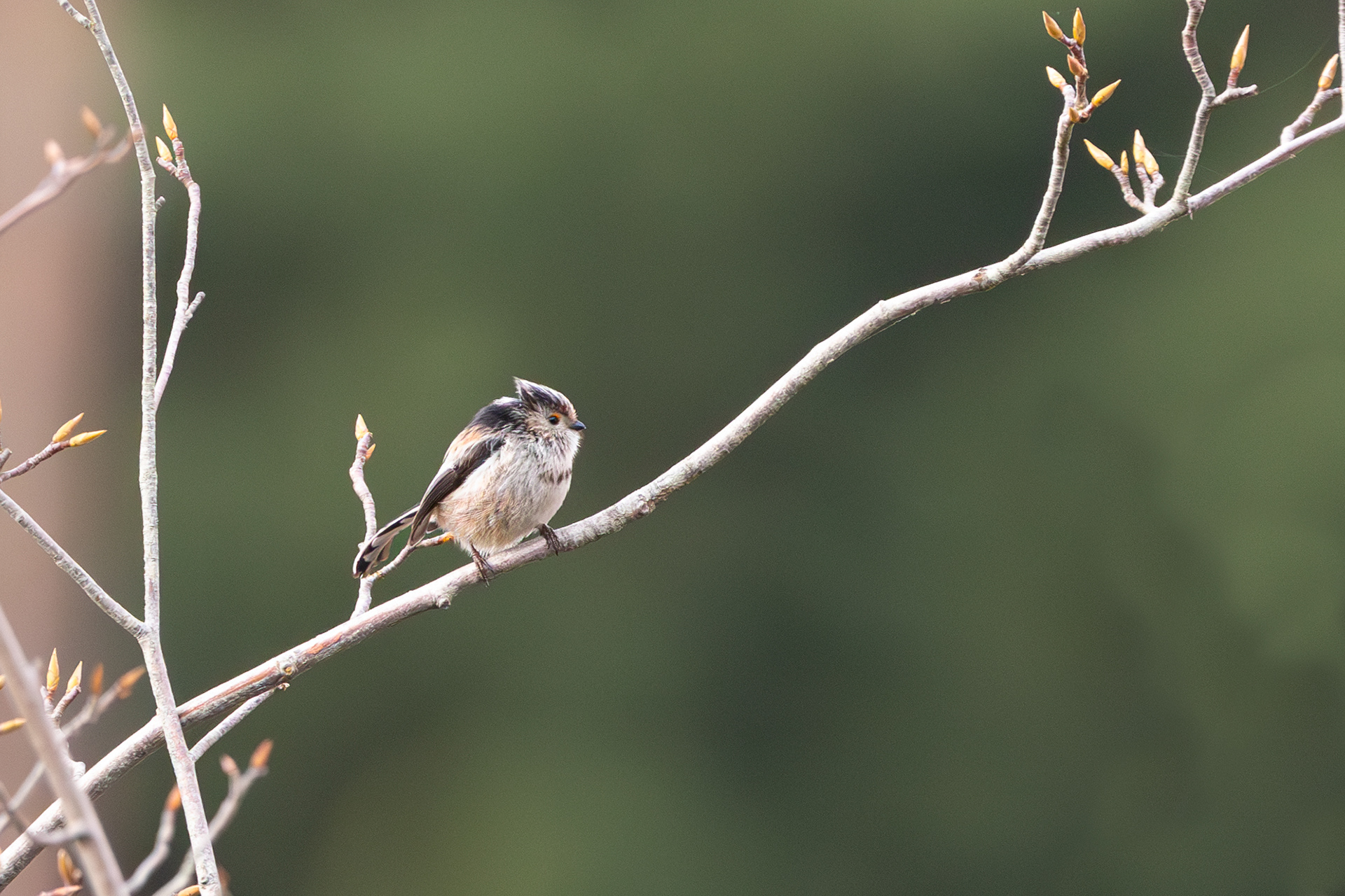 Long Tailed Tit