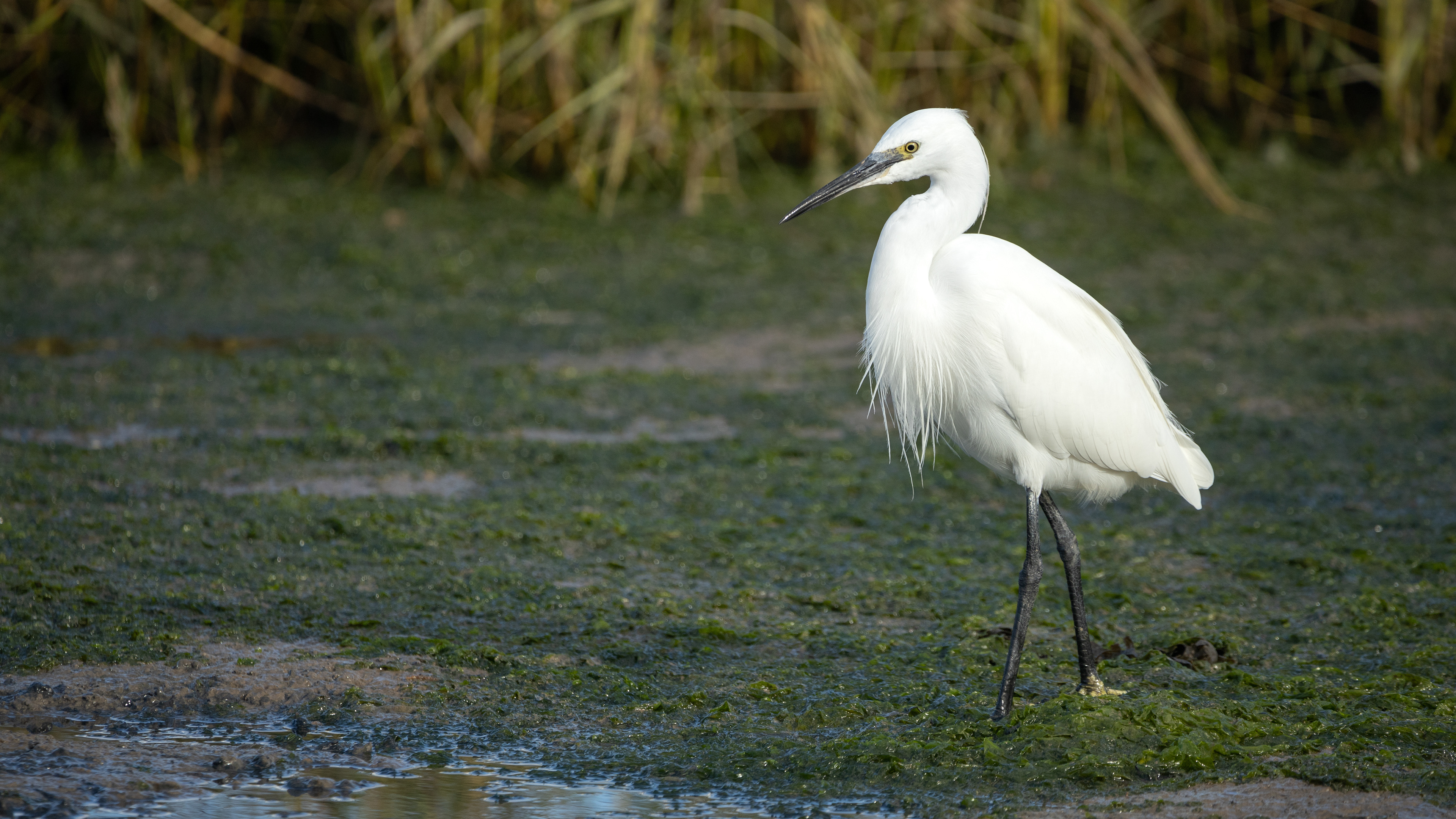 The Little Egret